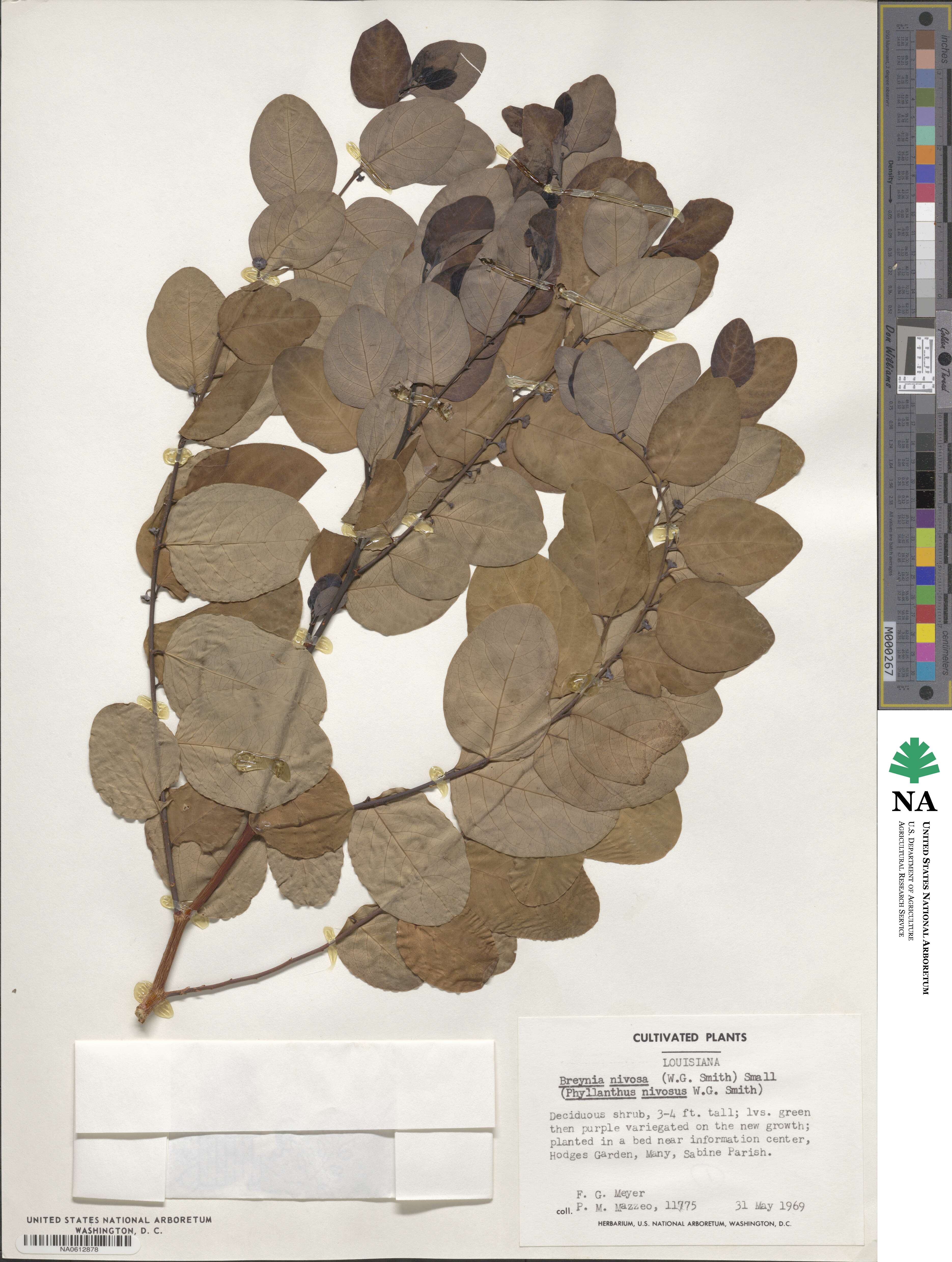 Breynia disticha image