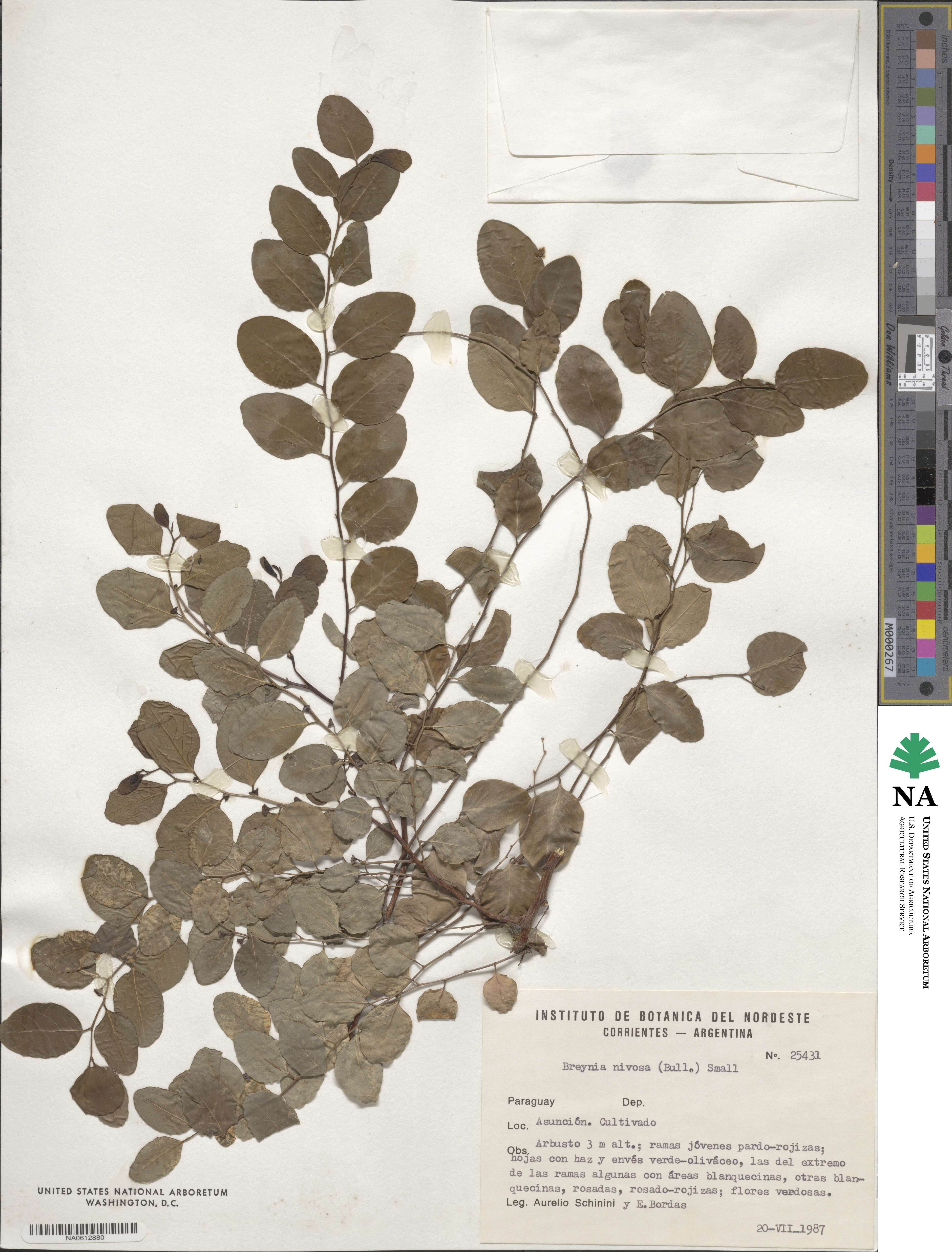 Breynia disticha image