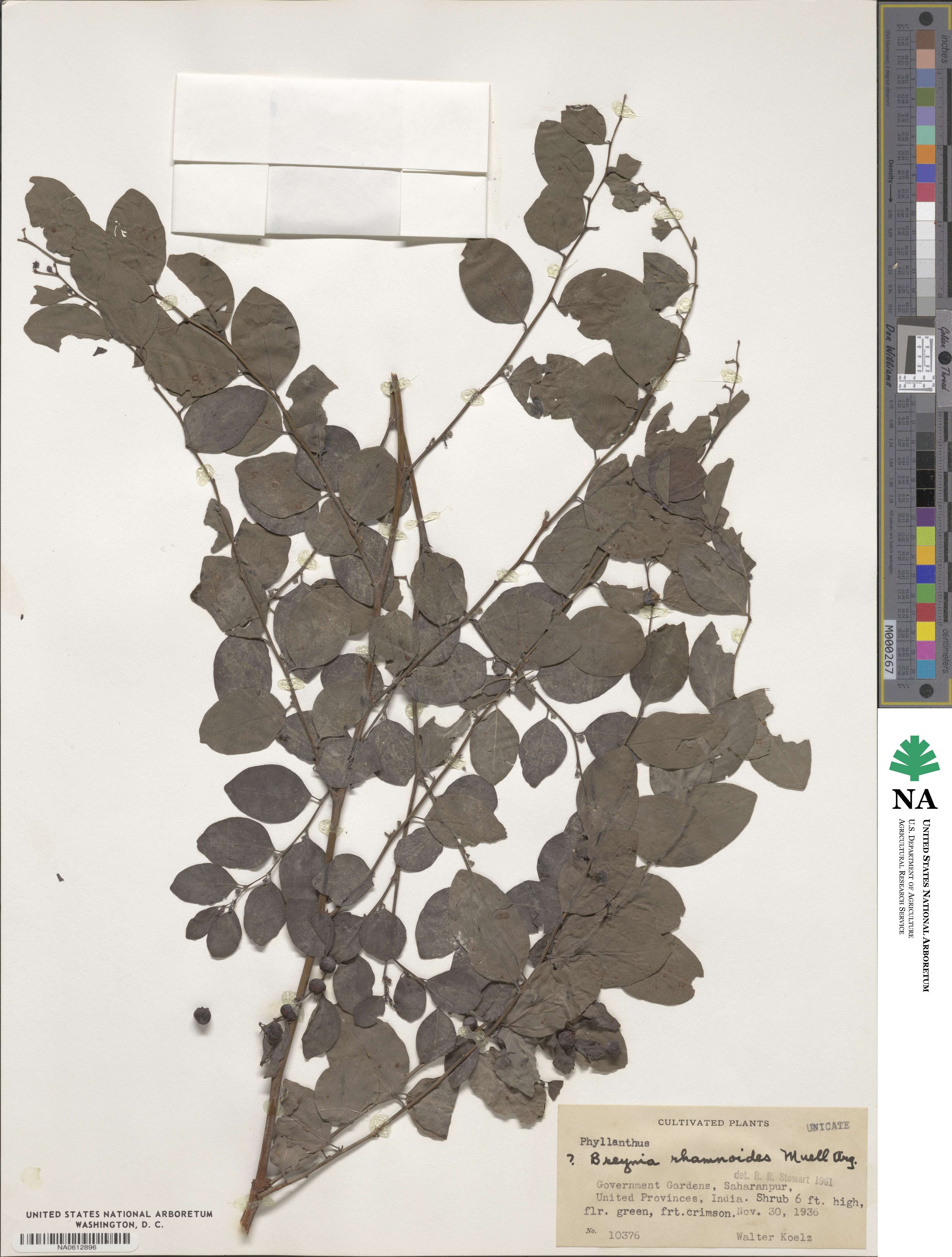 Breynia vitis-idaea image