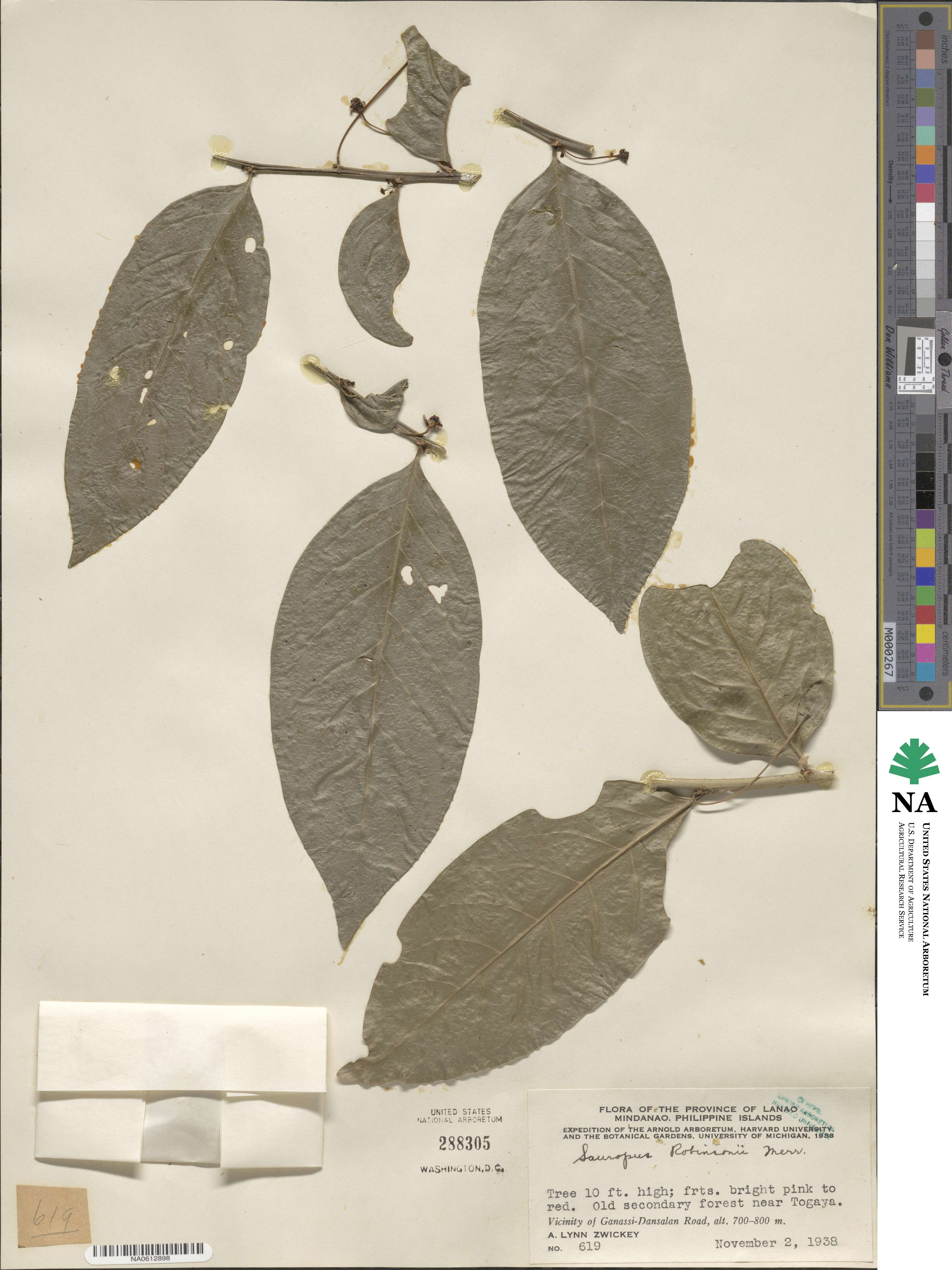 Breynia macrantha image