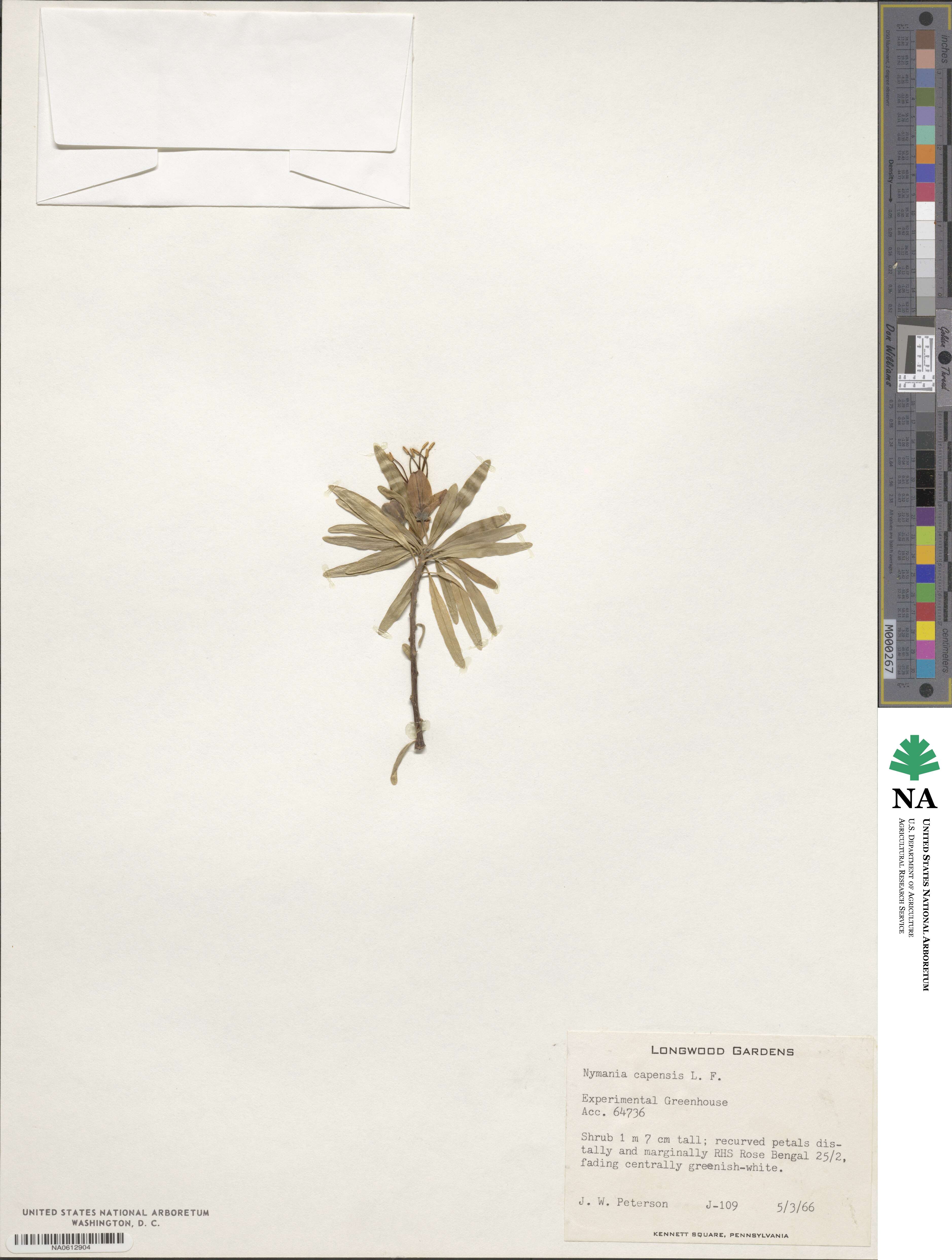 Nymania capensis image