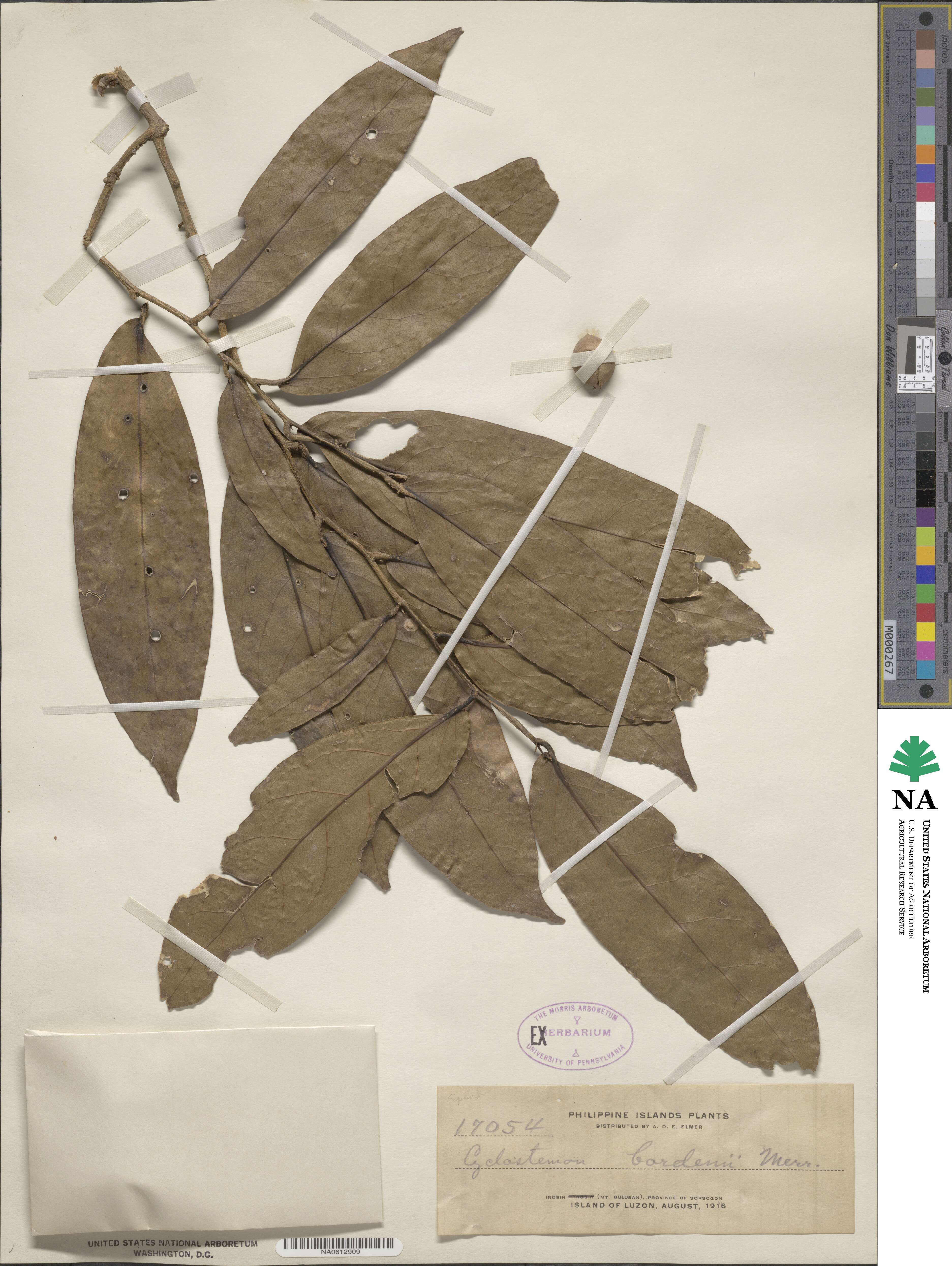 Drypetes longifolia image