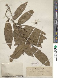 Image of Drypetes longifolia