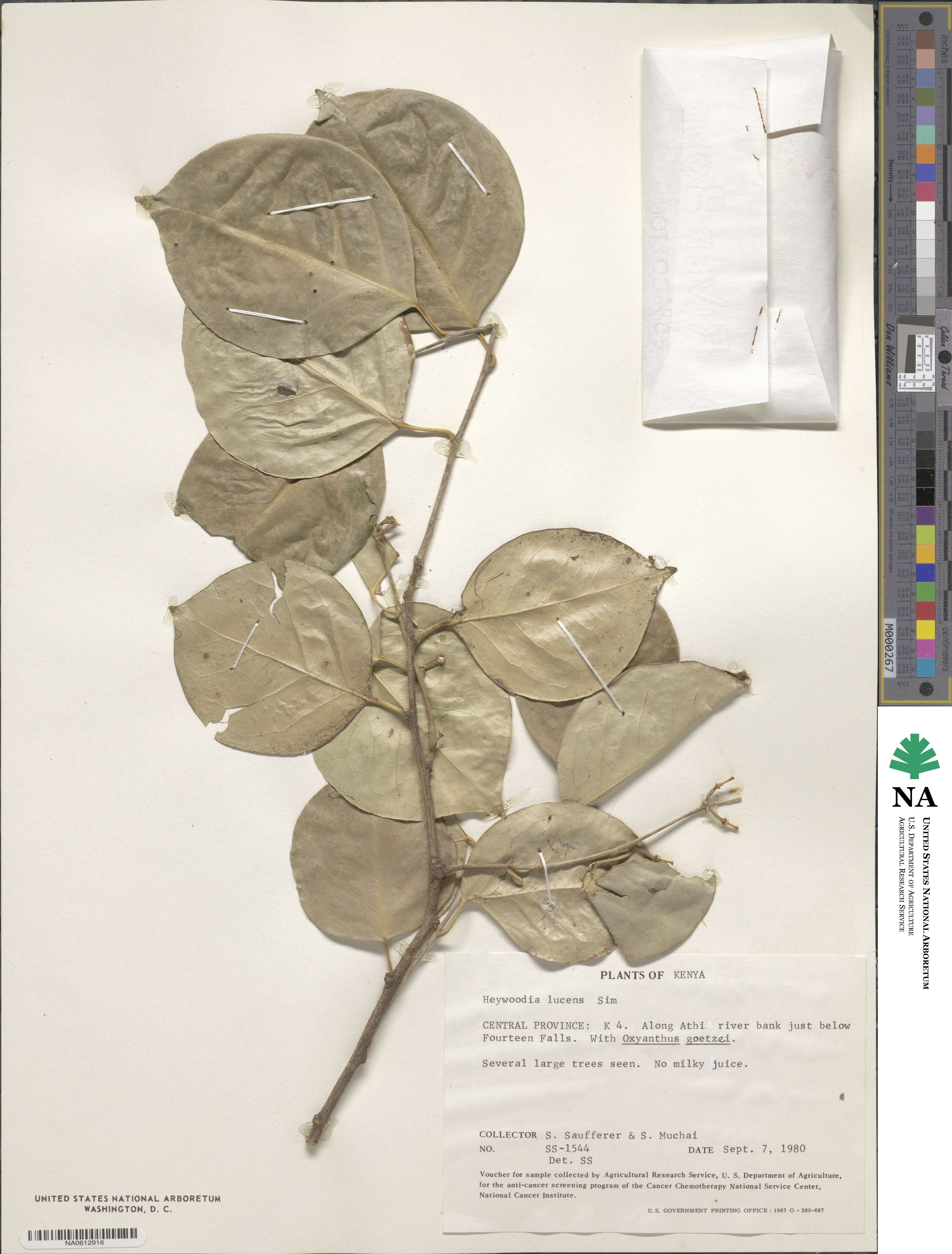 Heywoodia image
