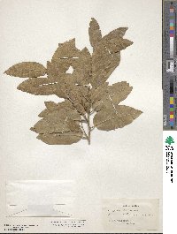 Drypetes longifolia image