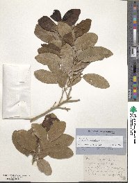 Image of Drypetes diversifolia