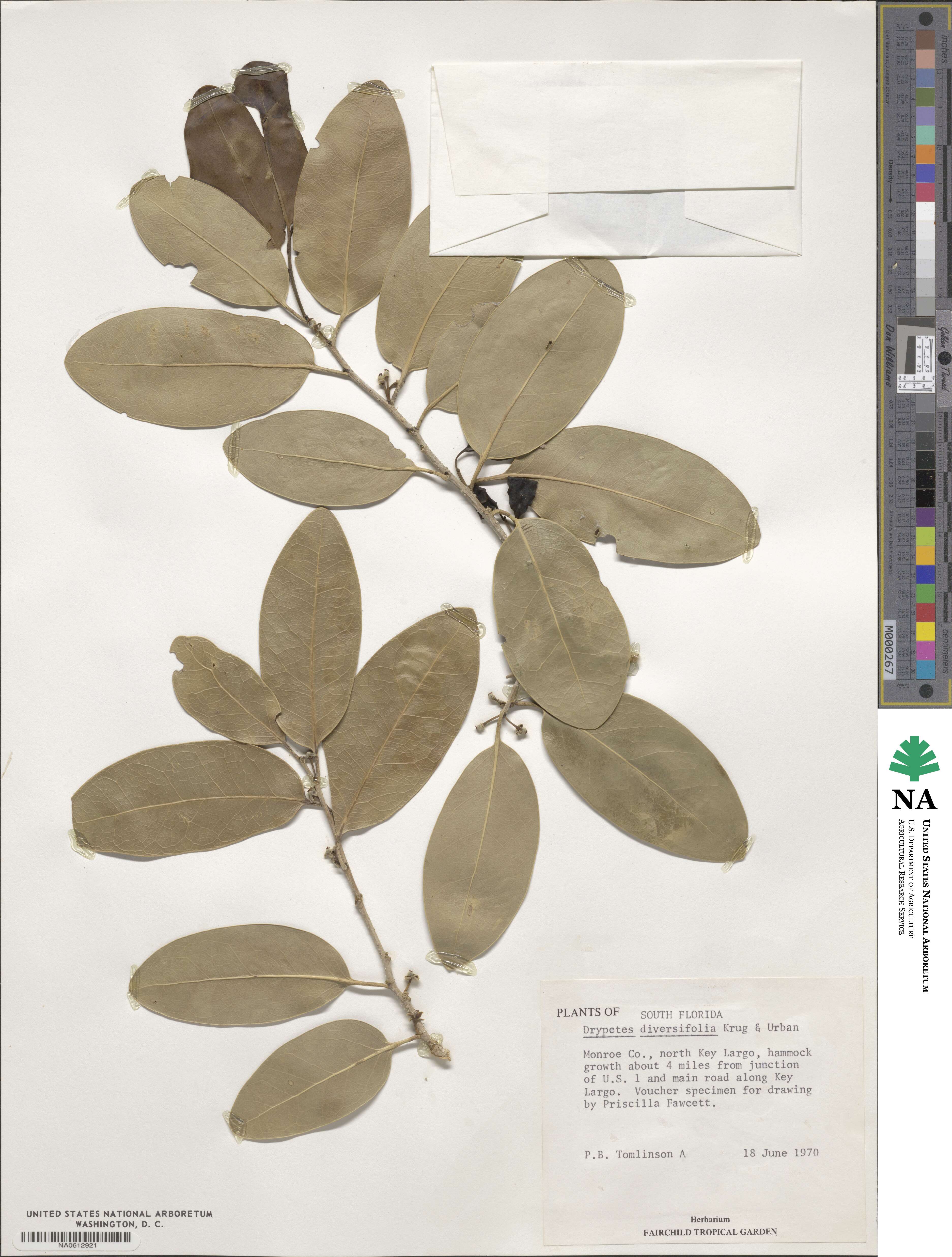 Drypetes diversifolia image