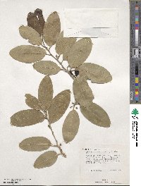 Drypetes diversifolia image