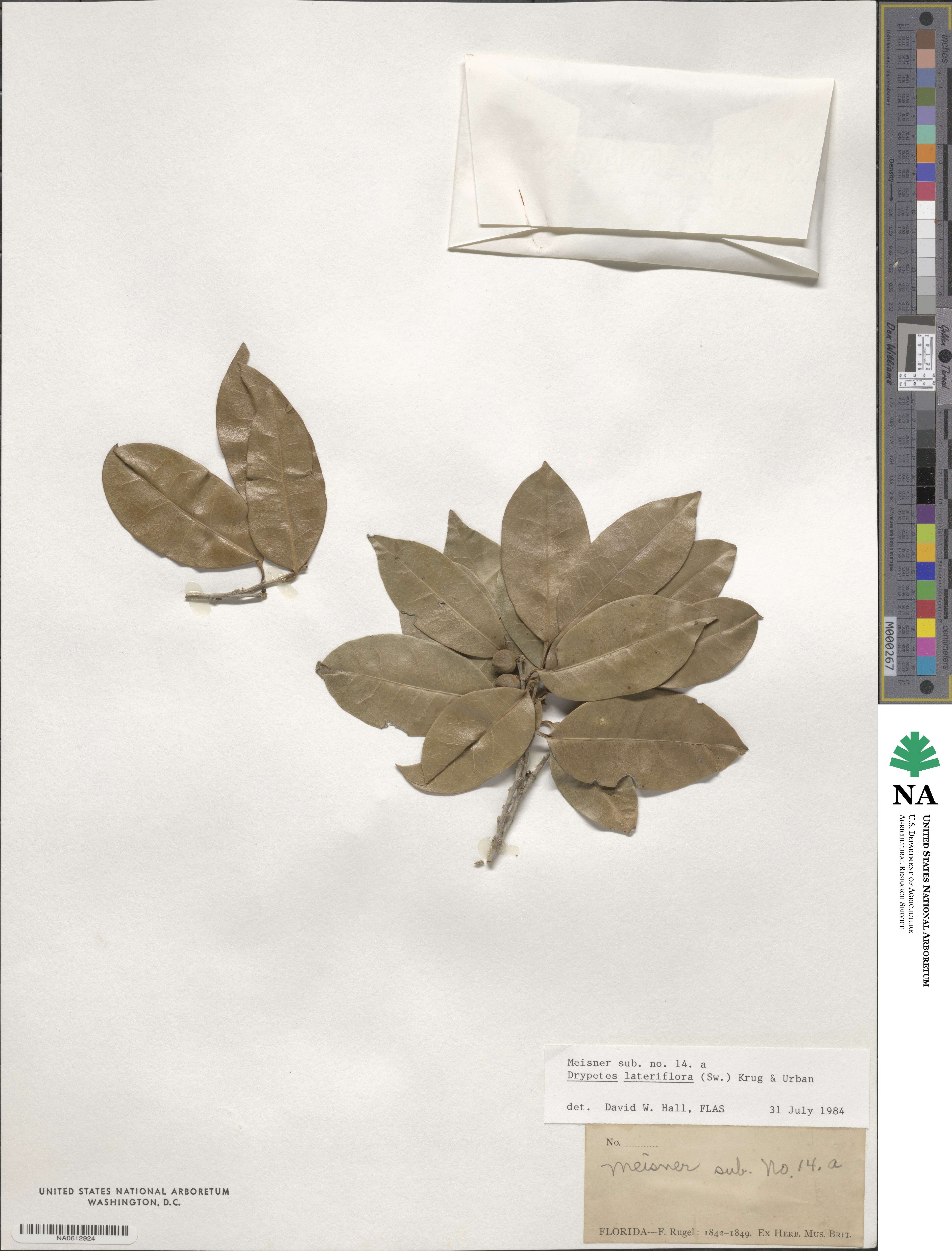 Drypetes lateriflora image