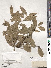 Drypetes lateriflora image