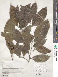 Chaetocarpus schomburgkianus image