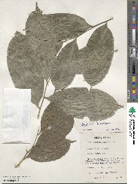 Image of Drypetes parvifolia