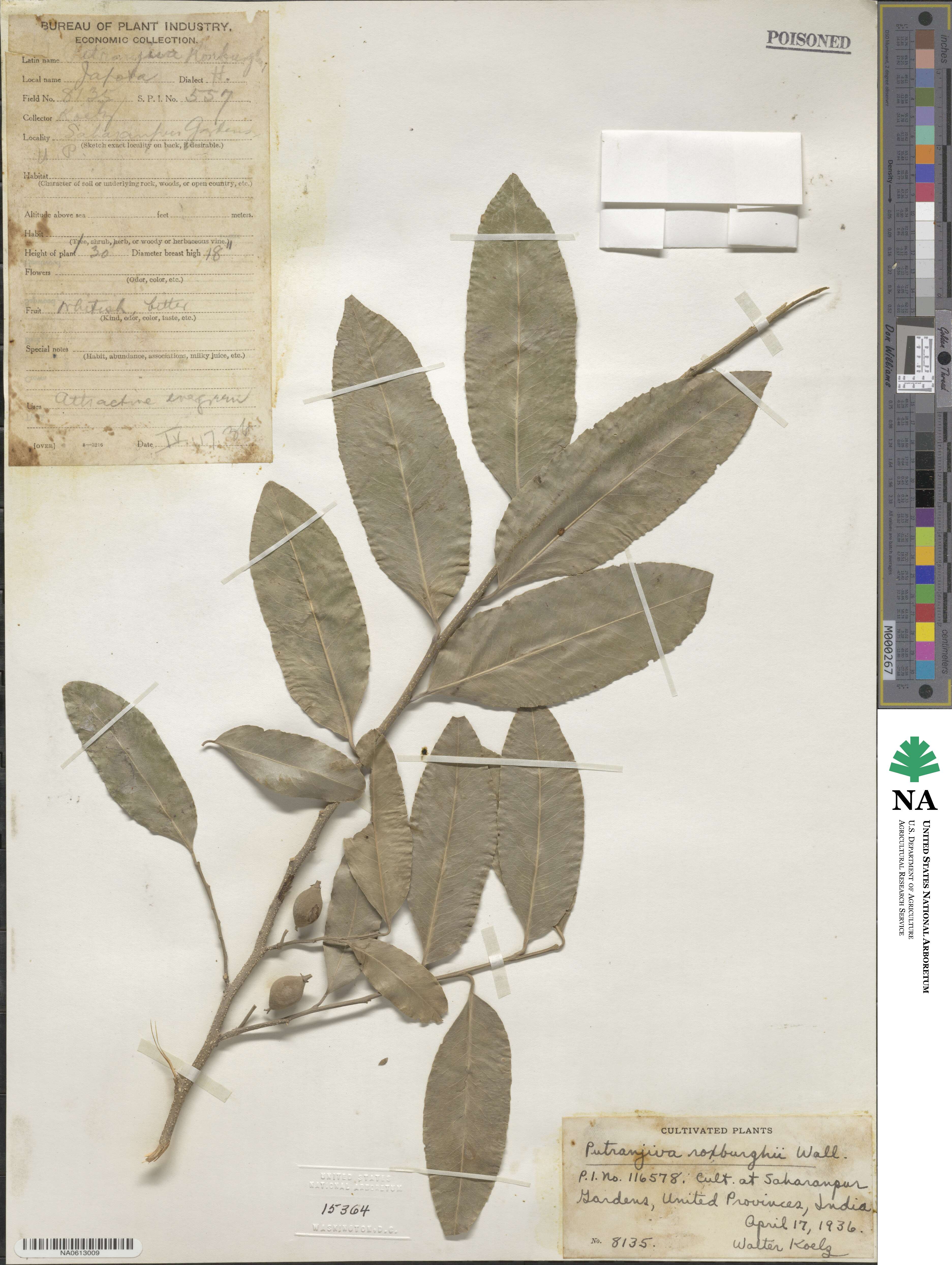 Putranjiva roxburghii image