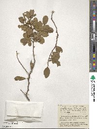 Image of Petalostigma banksii