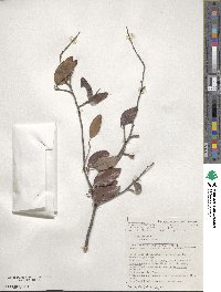 Petalostigma pubescens image