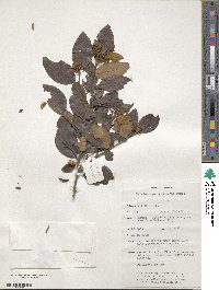 Petalostigma pubescens image