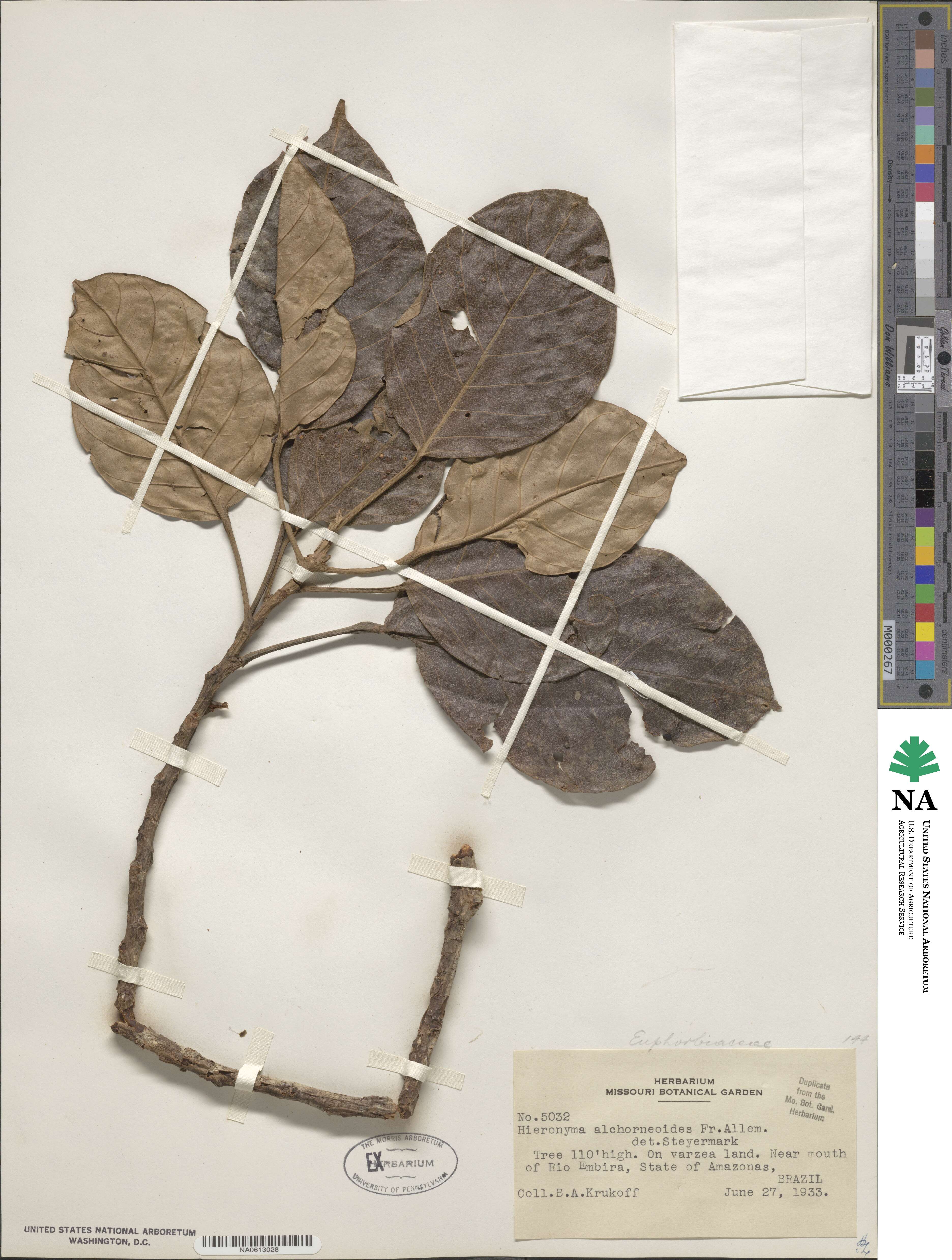 Hieronyma alchorneoides image