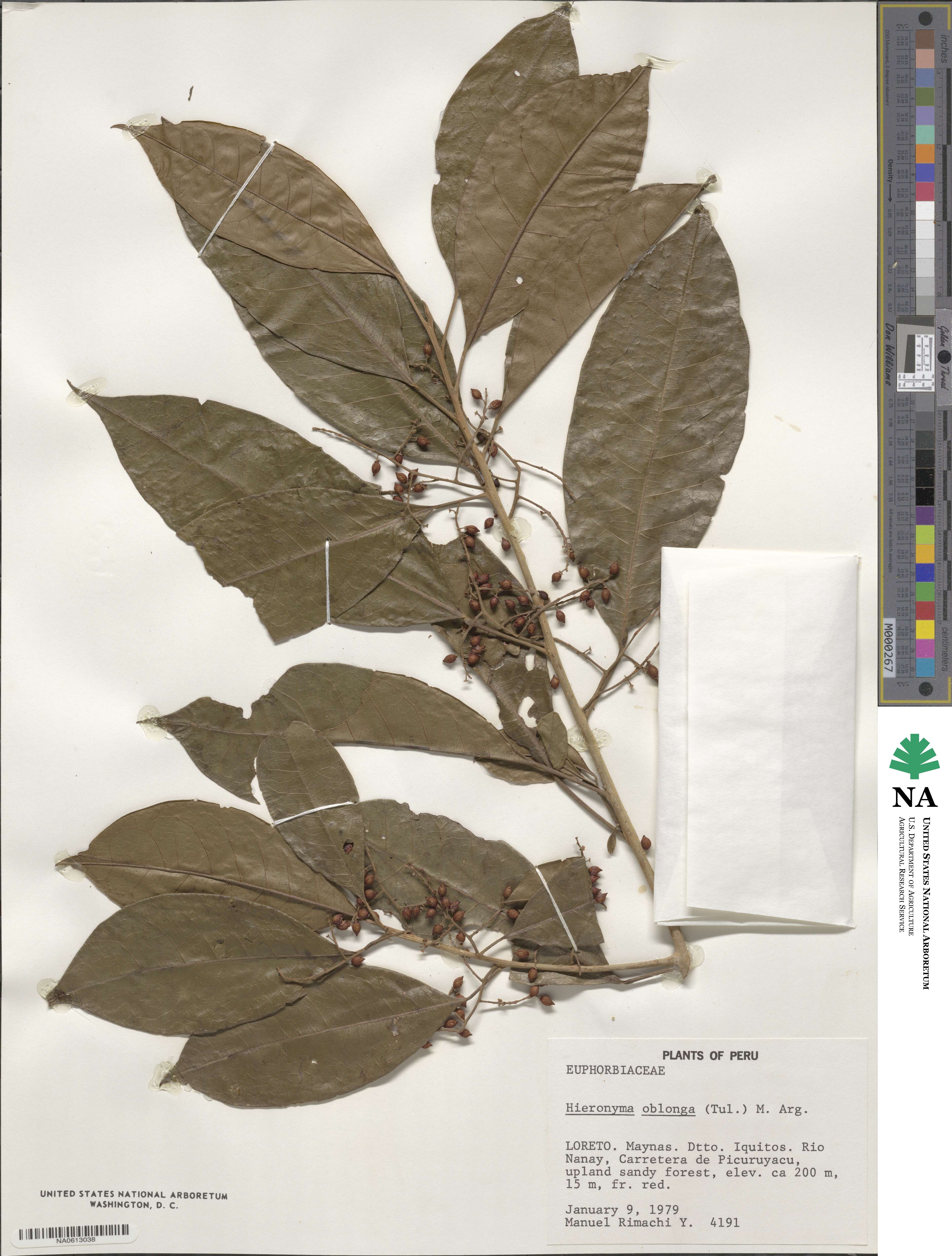Hieronyma oblonga image