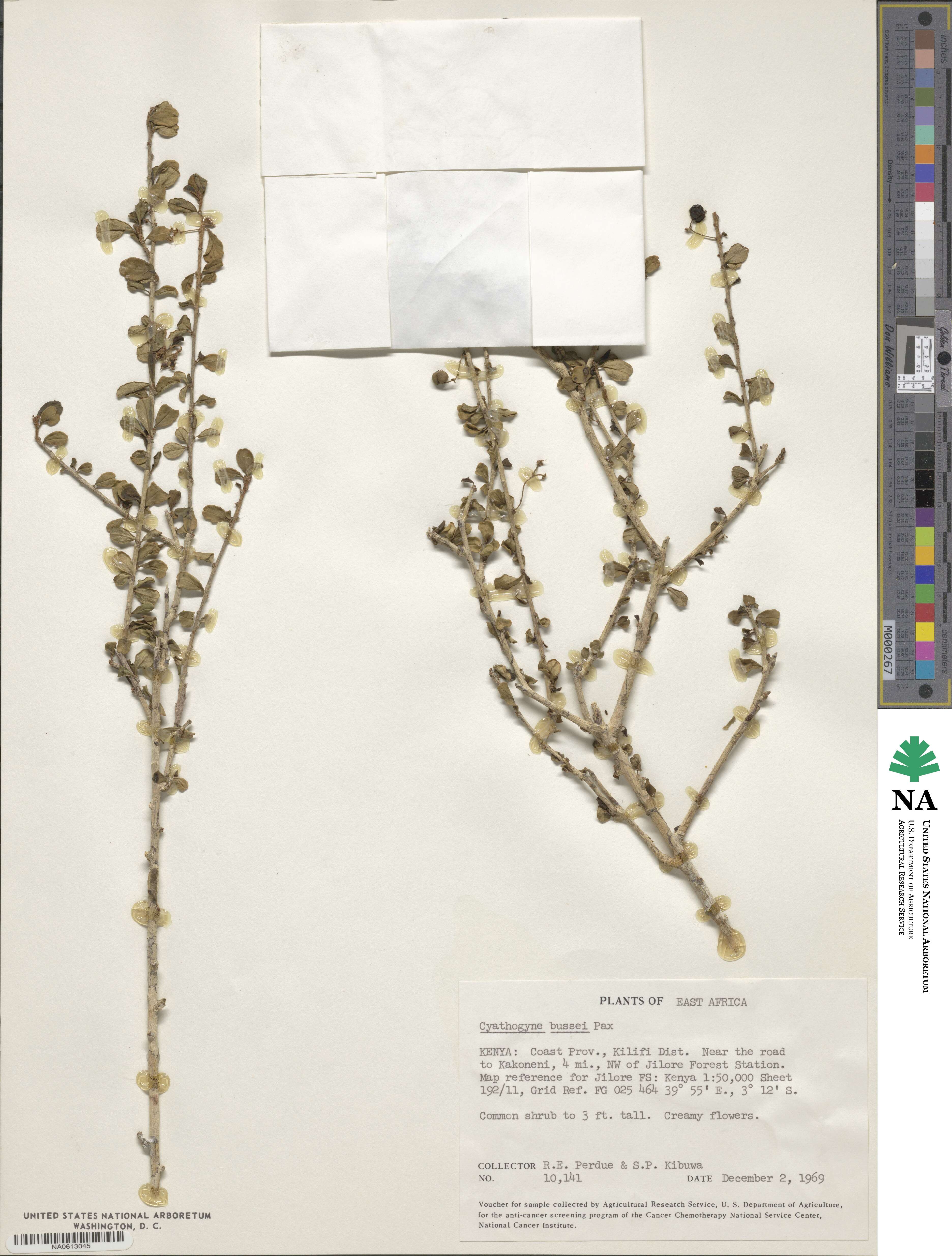 Thecacoris spathulifolia var. spathulifolia image