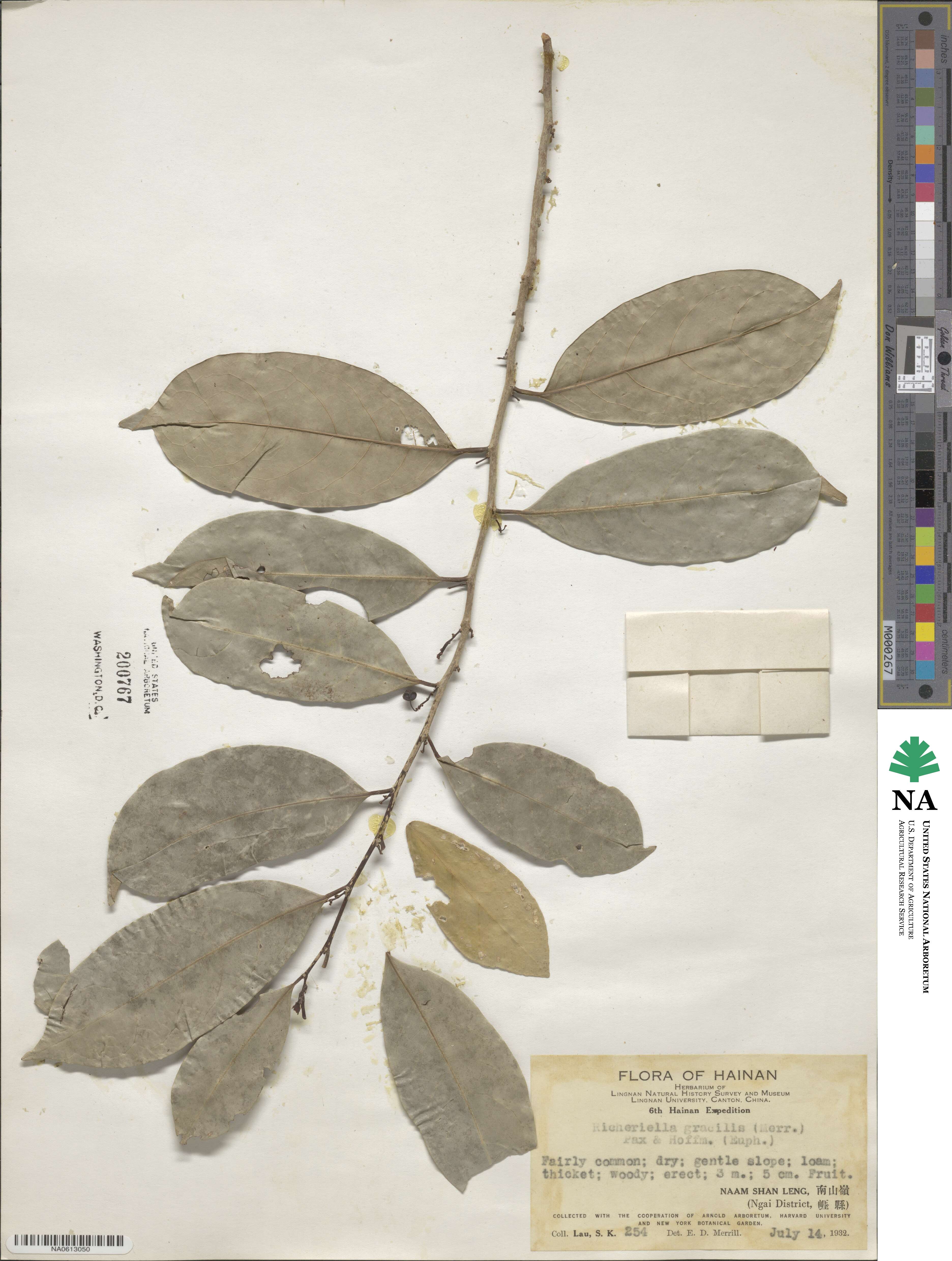 Flueggea image
