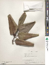 Image of Aporosa cardiosperma
