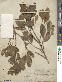 Image of Aporosa lanceolata