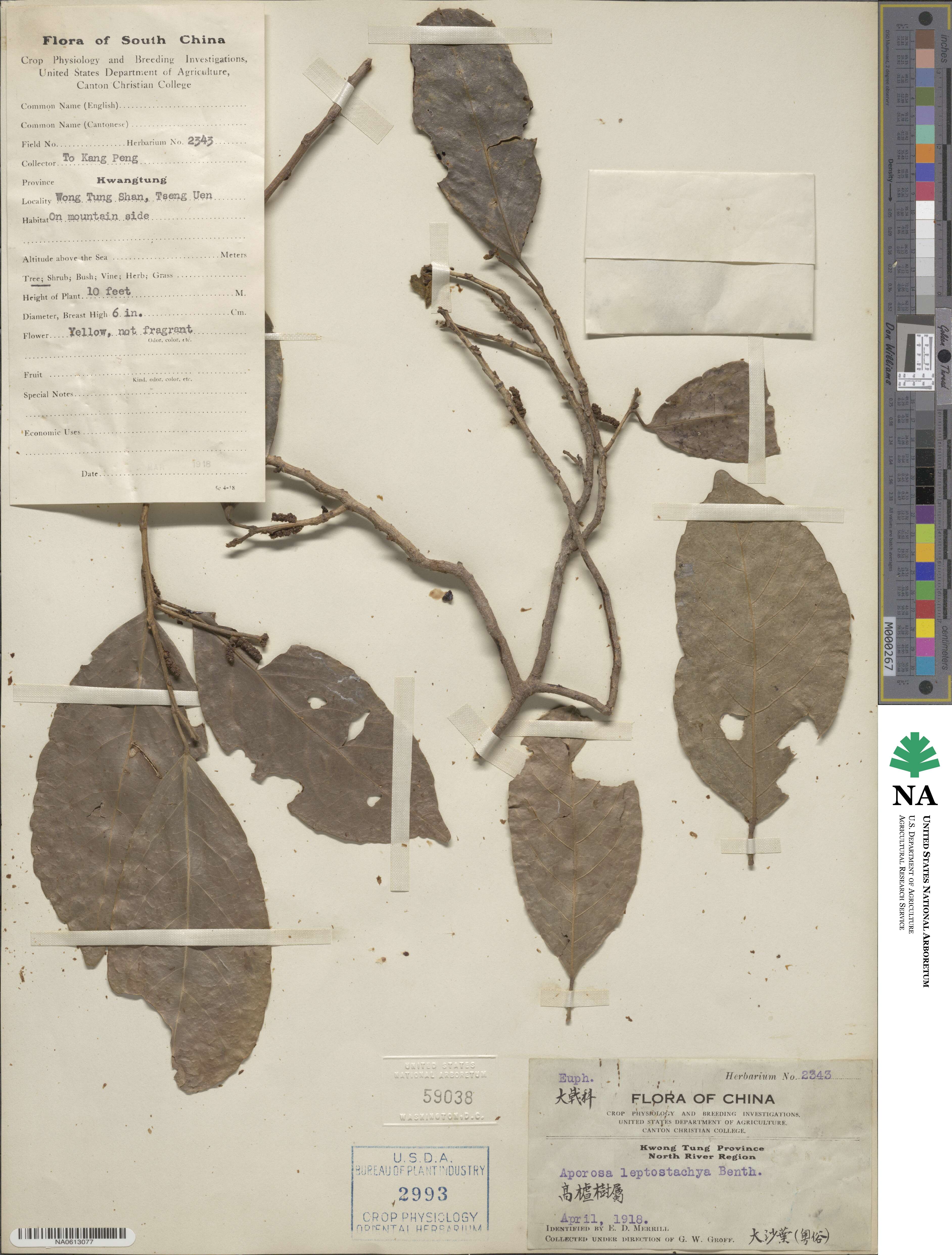 Aporosa octandra image