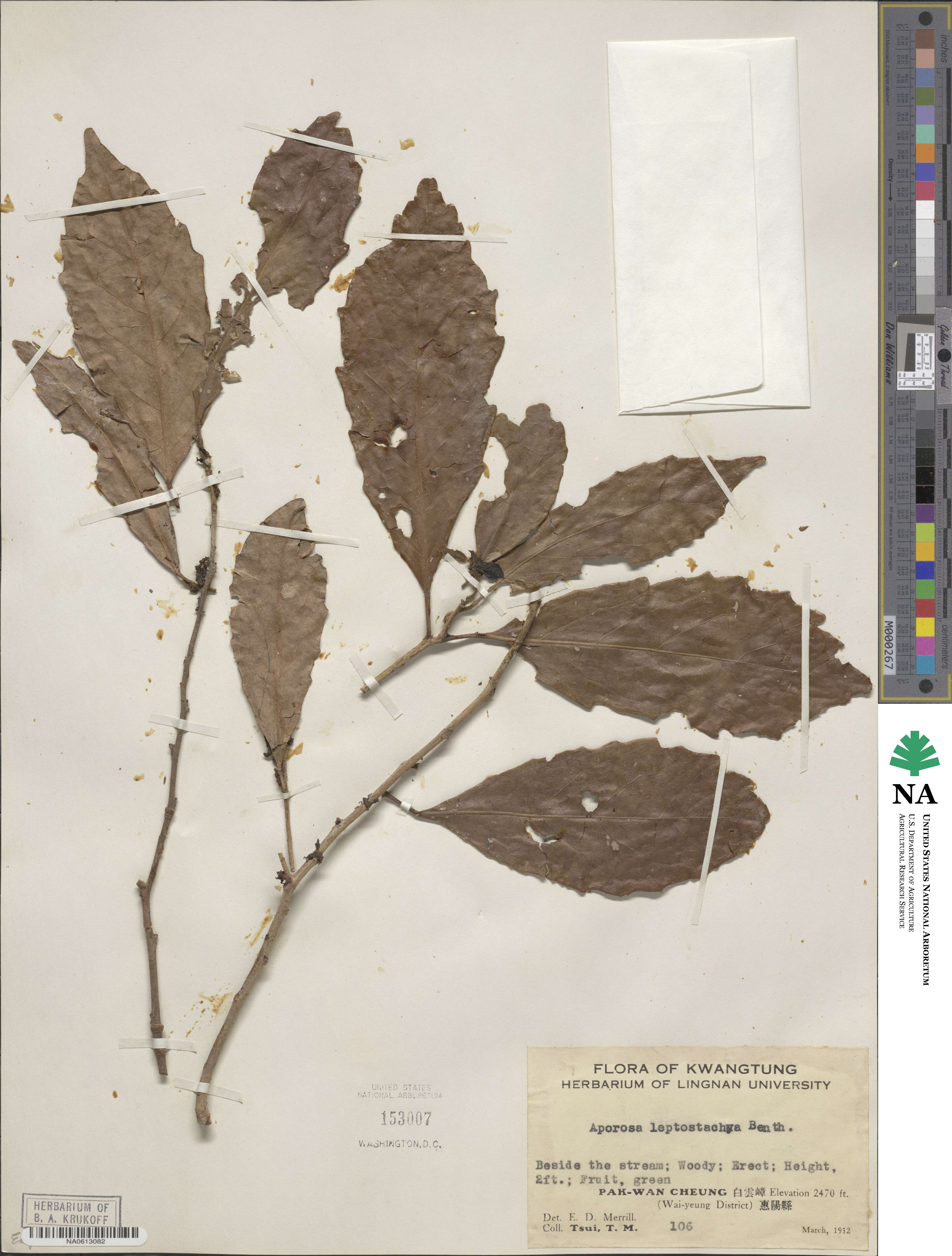 Aporosa octandra var. chinensis image