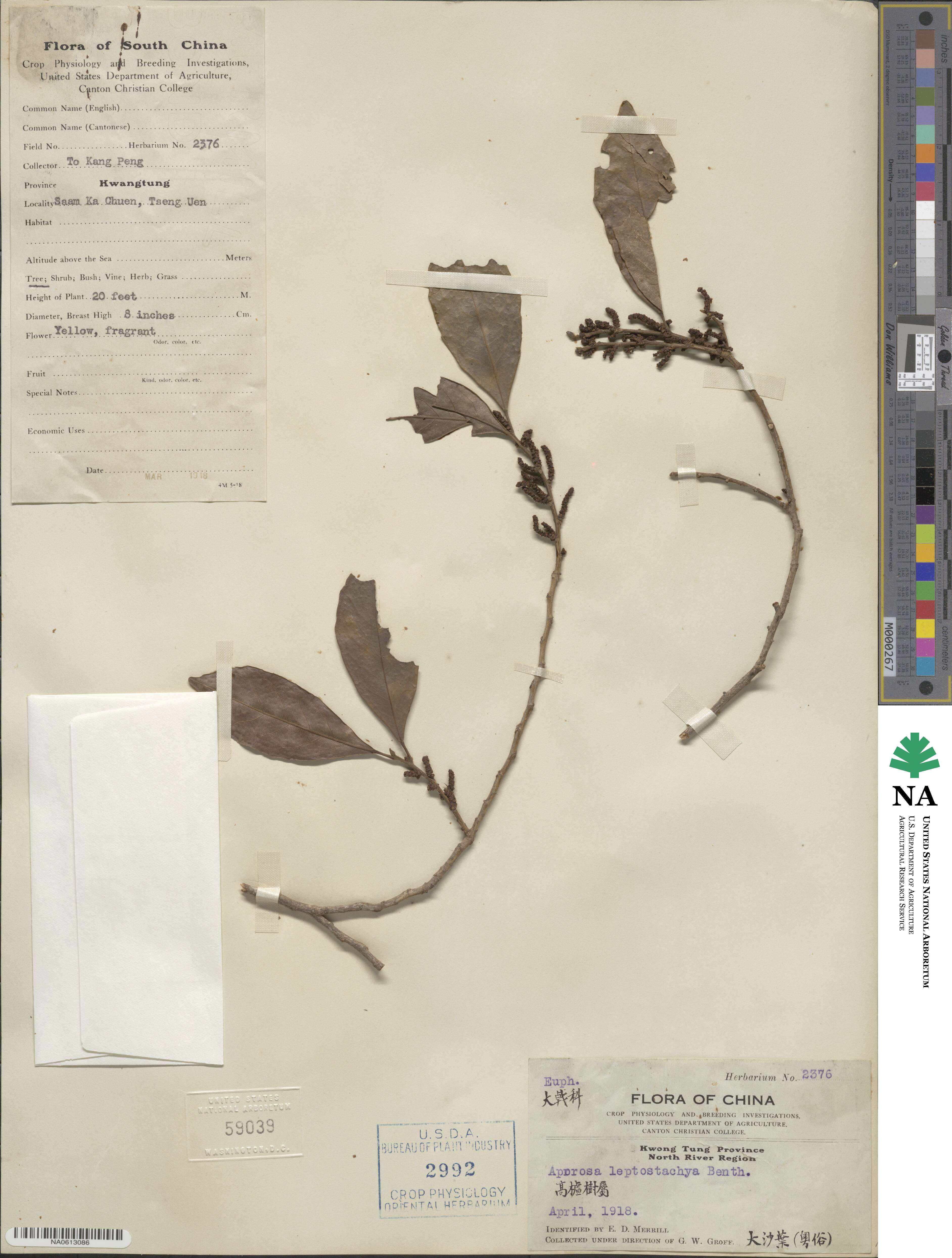 Aporosa octandra image