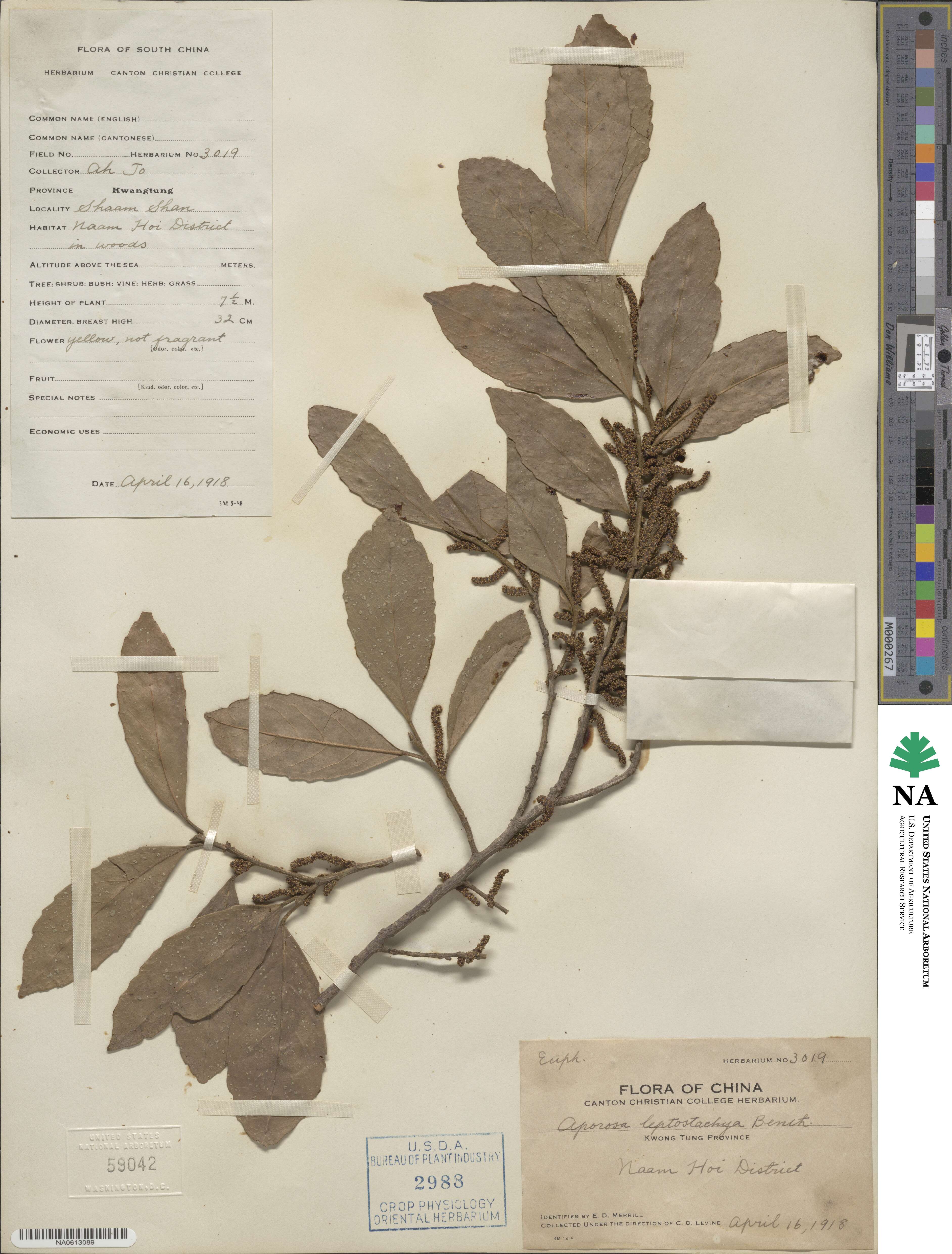 Aporosa octandra var. chinensis image