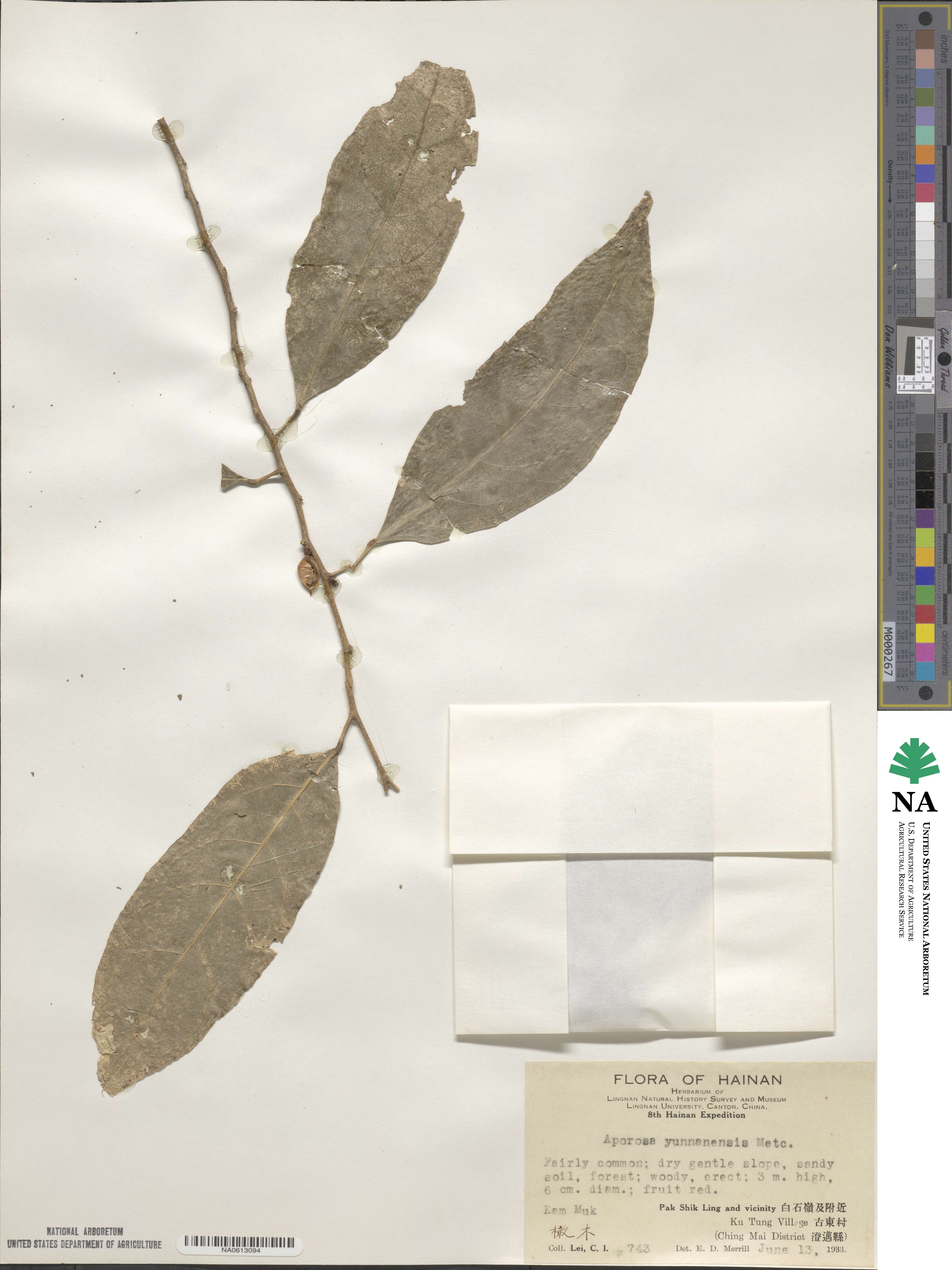 Aporosa yunnanensis image