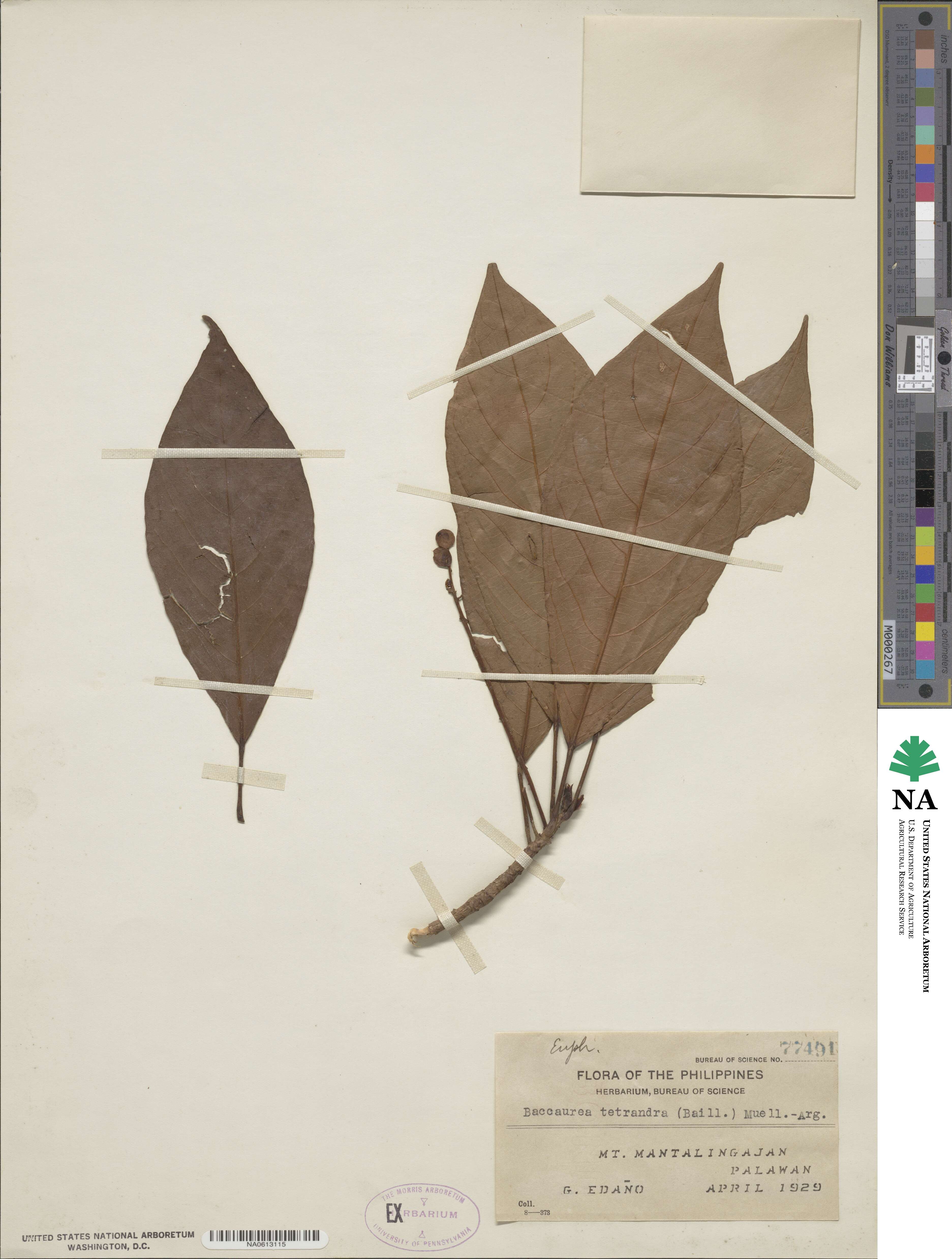 Baccaurea image