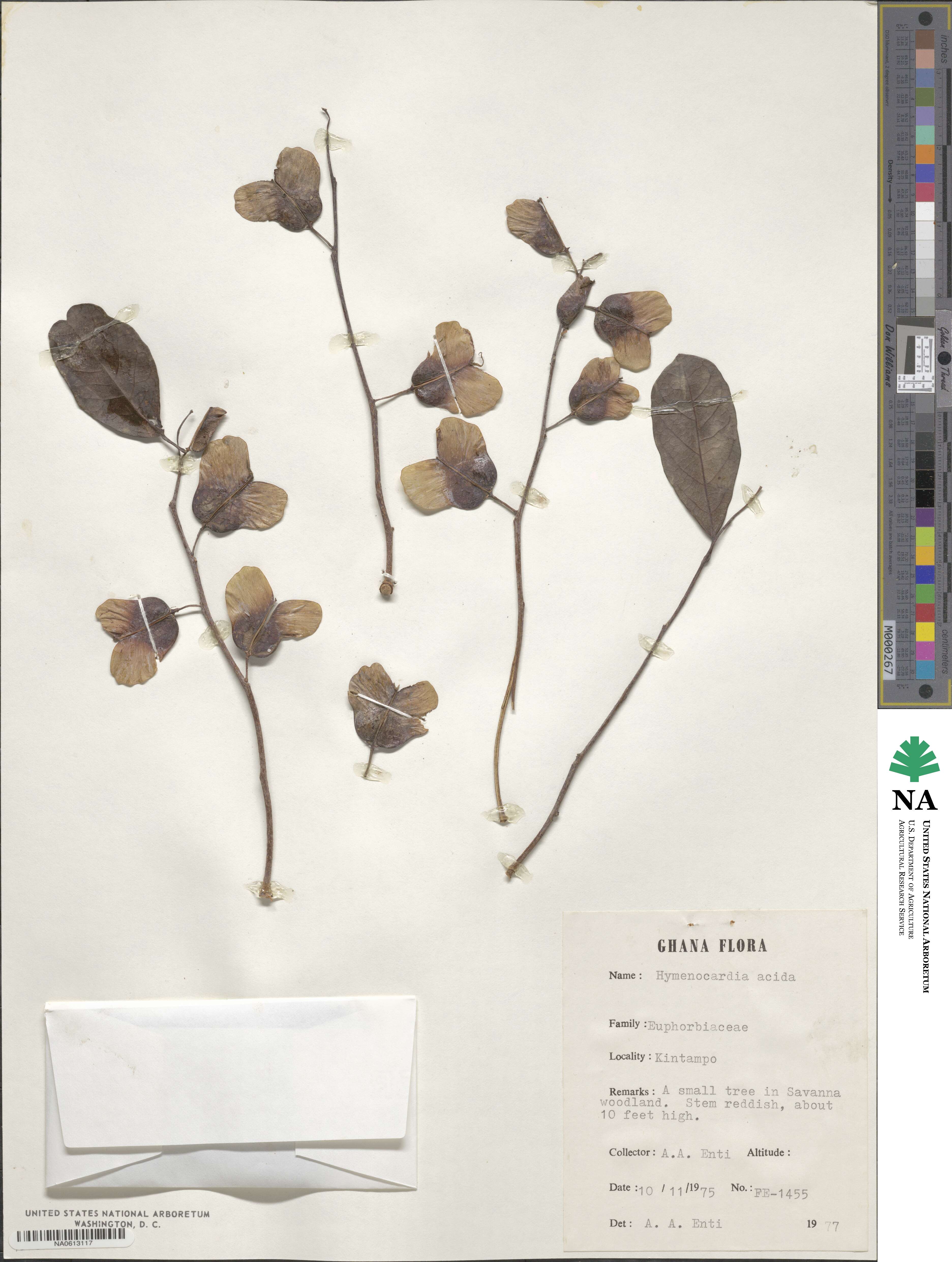 Hymenocardia acida image
