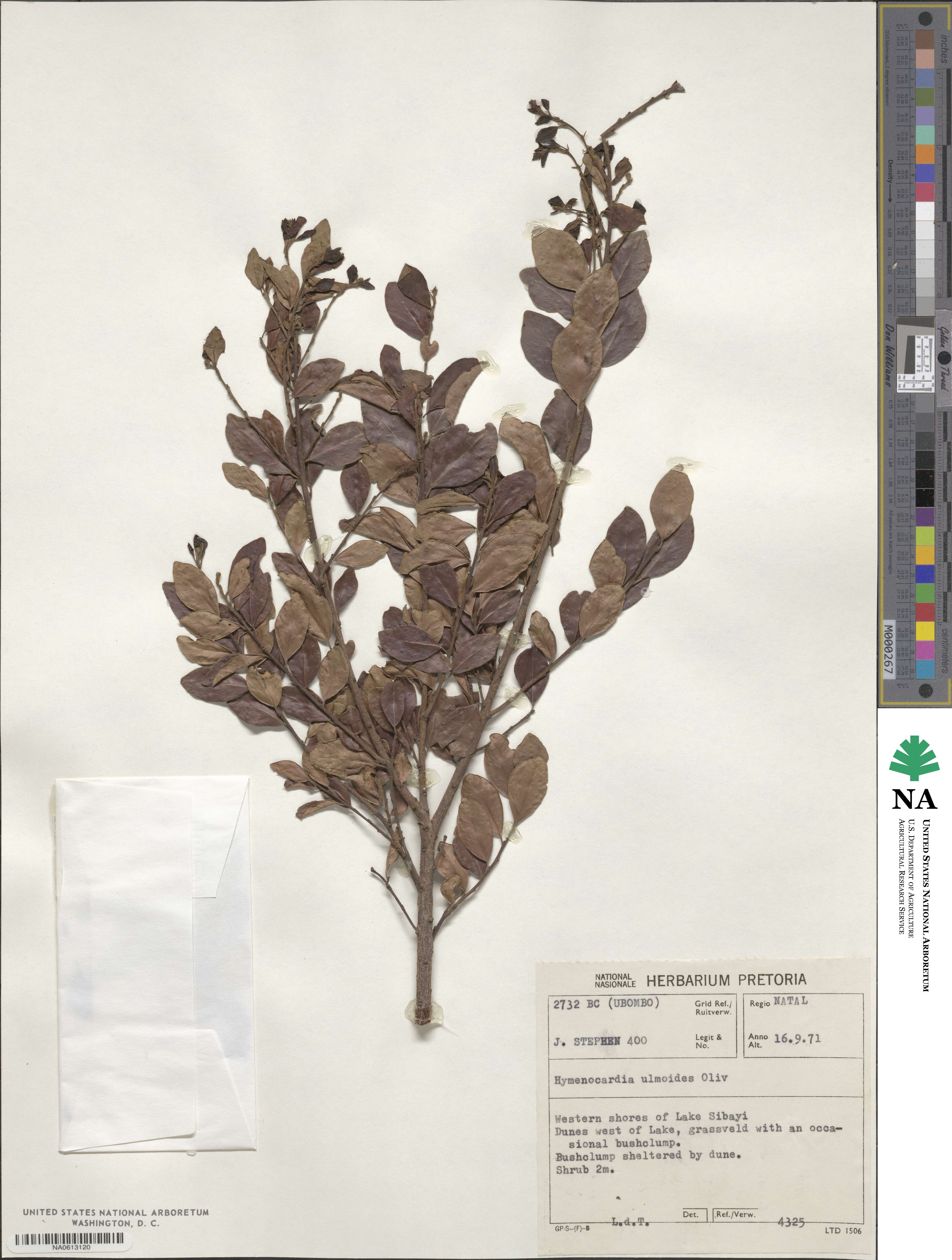 Hymenocardia ulmoides image