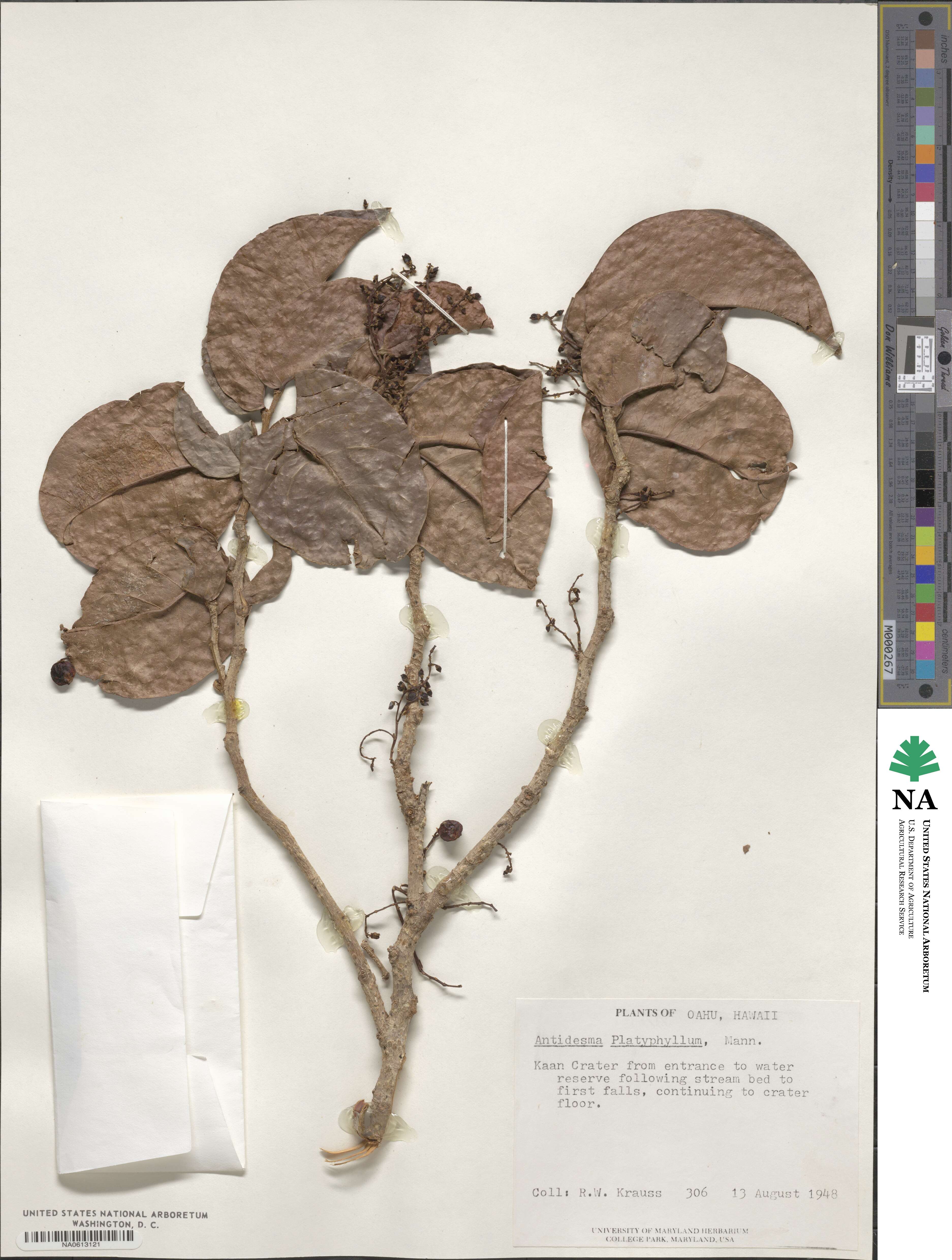 Antidesma platyphyllum image