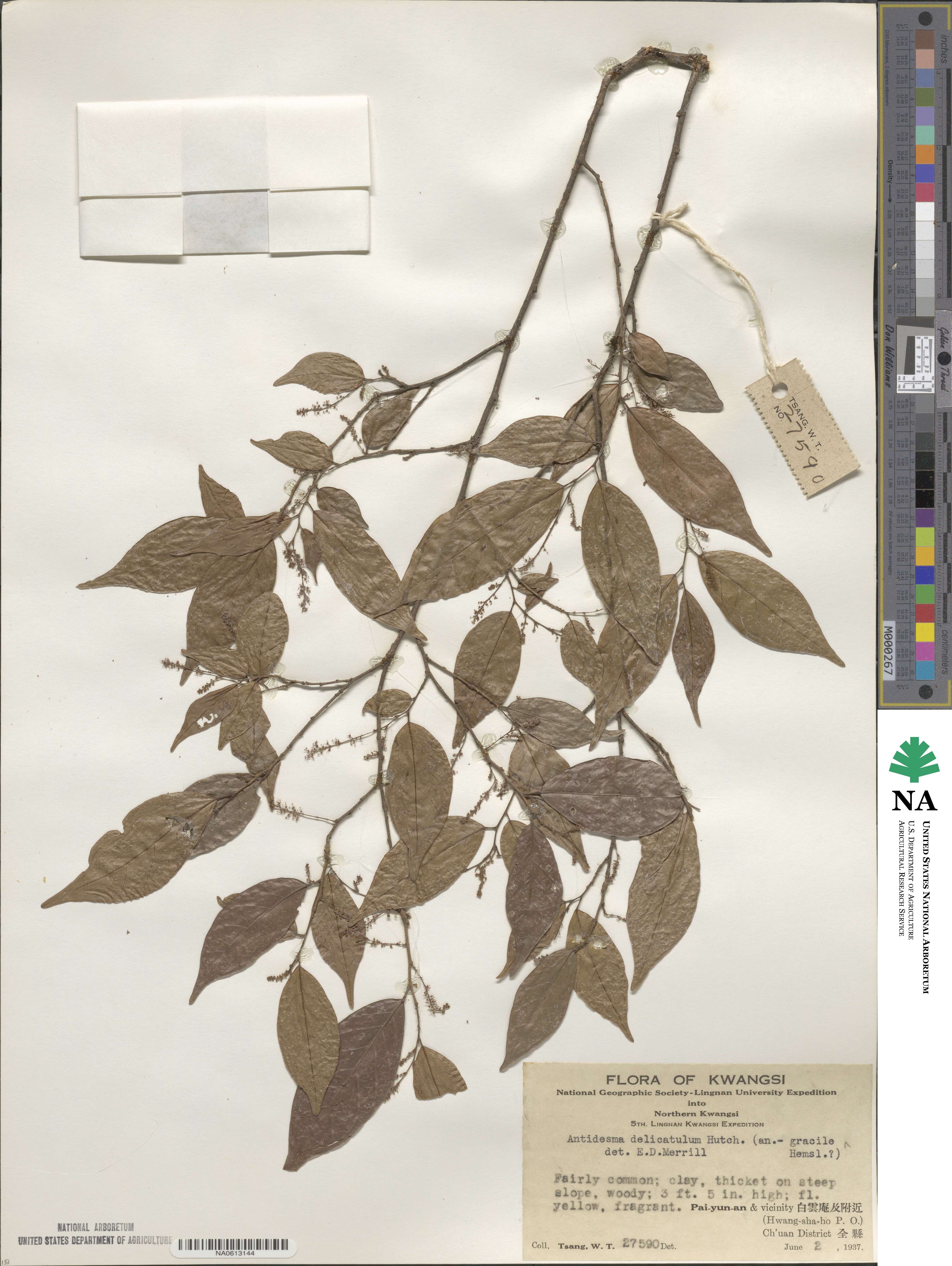 Antidesma japonicum image