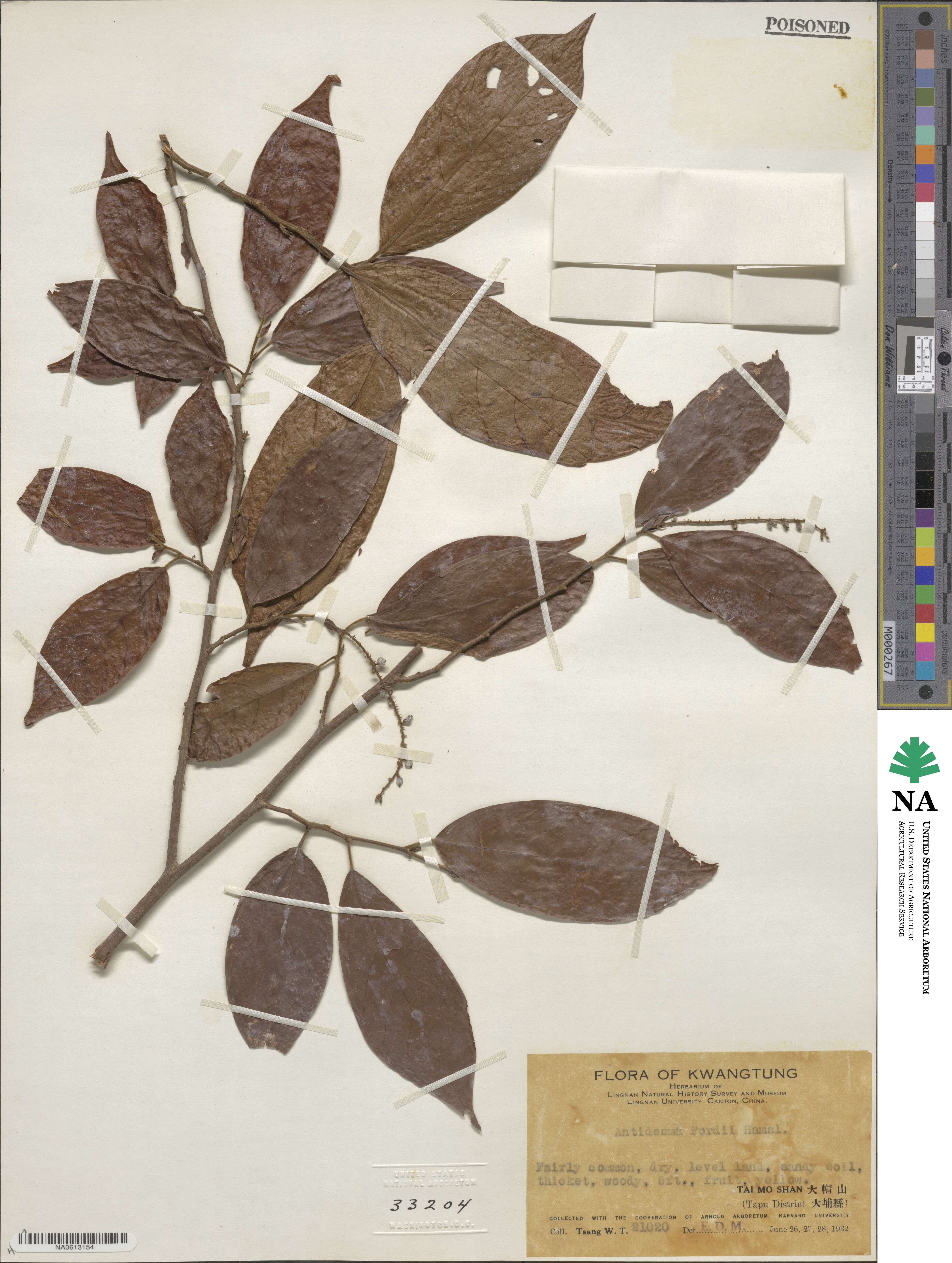 Antidesma fordii image