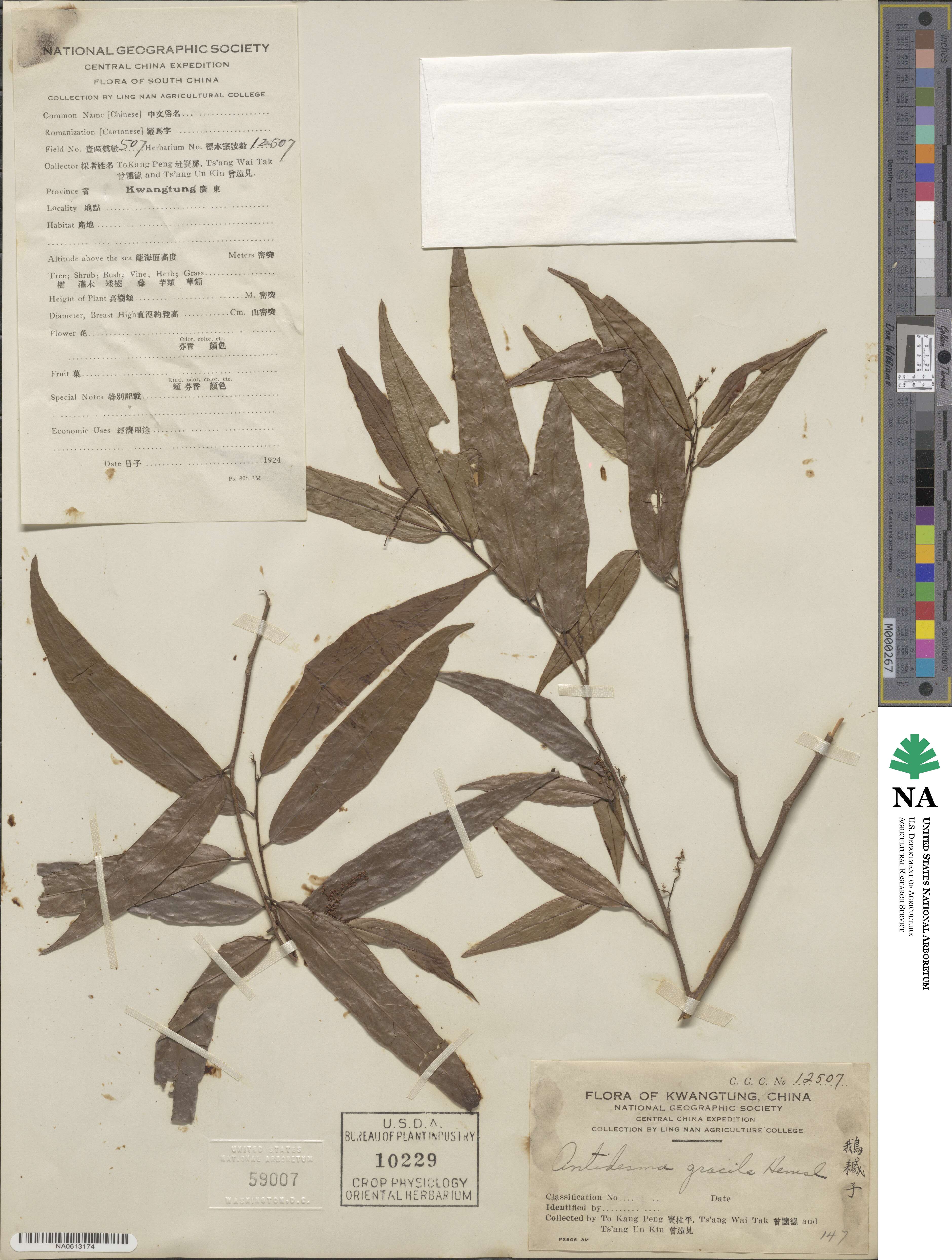 Antidesma japonicum var. japonicum image