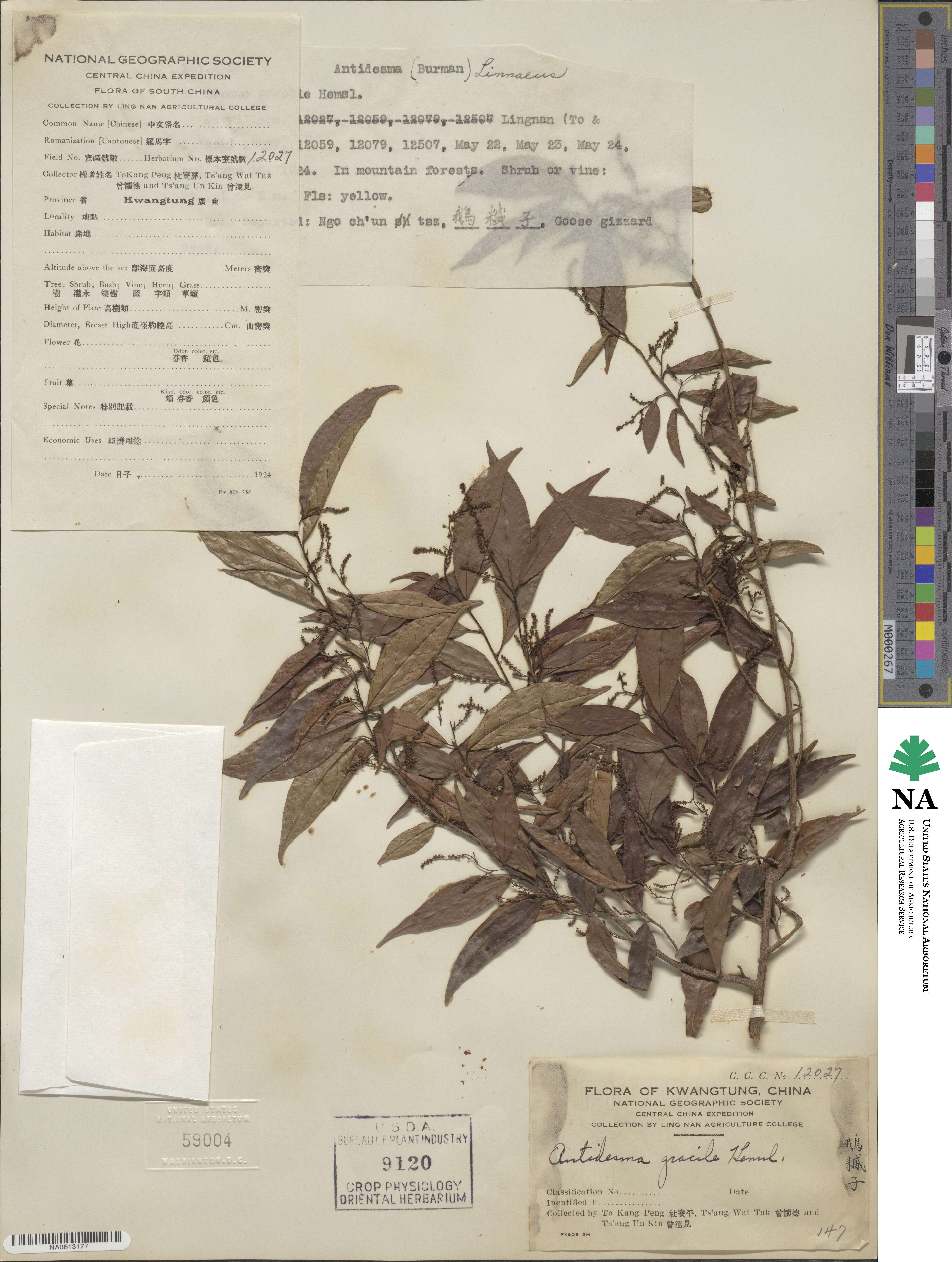 Antidesma japonicum var. japonicum image