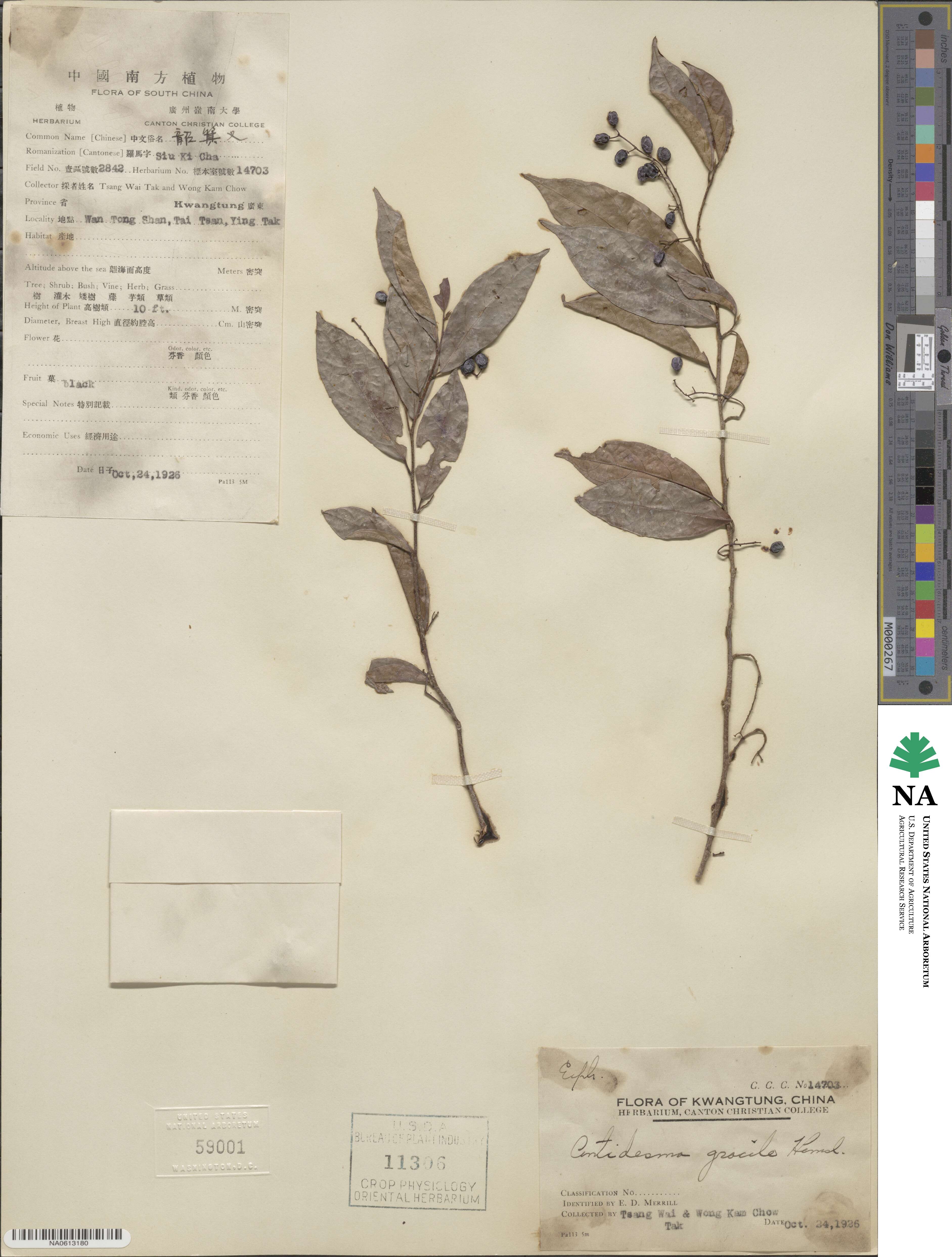 Antidesma japonicum image