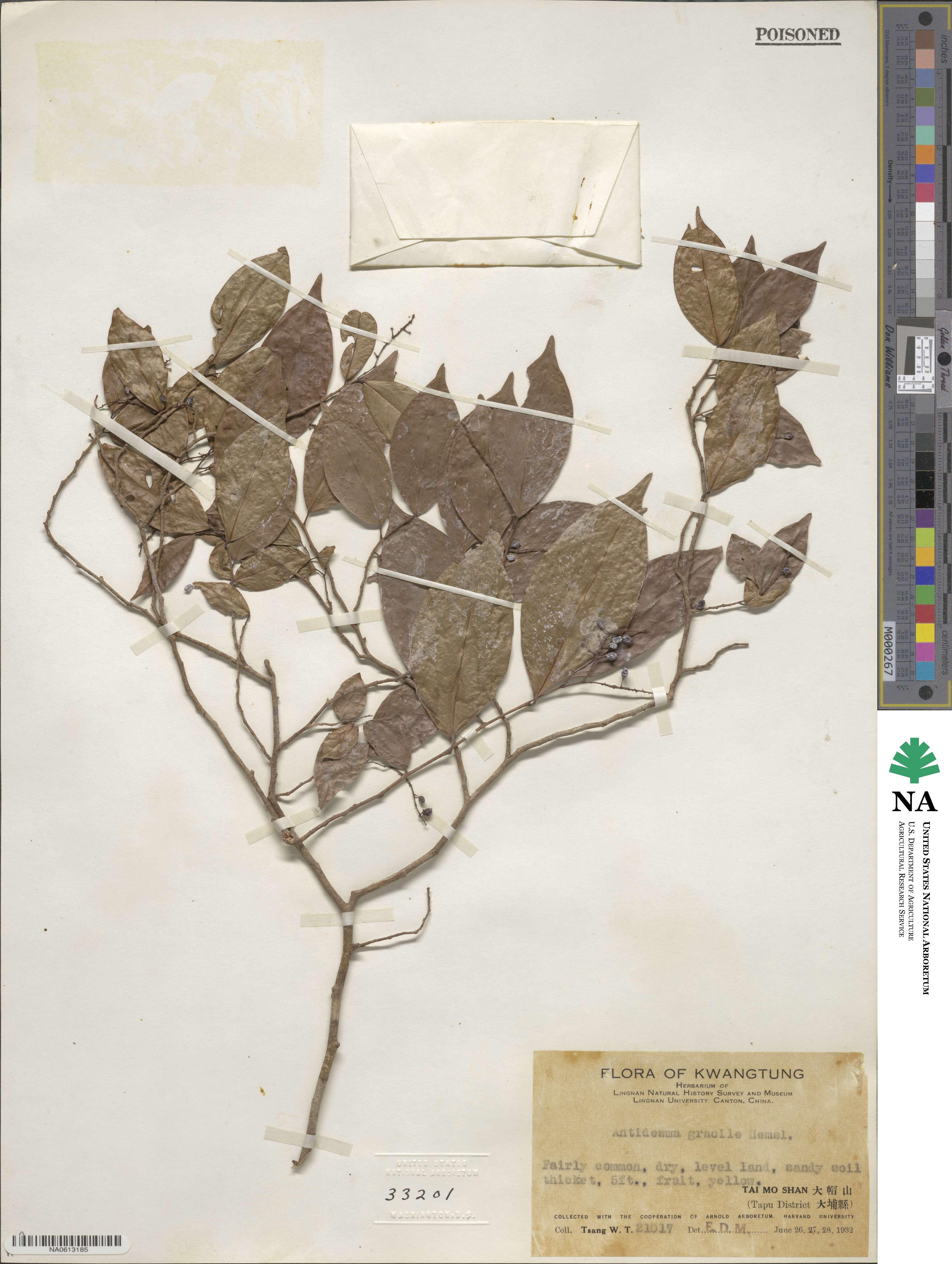 Antidesma japonicum image