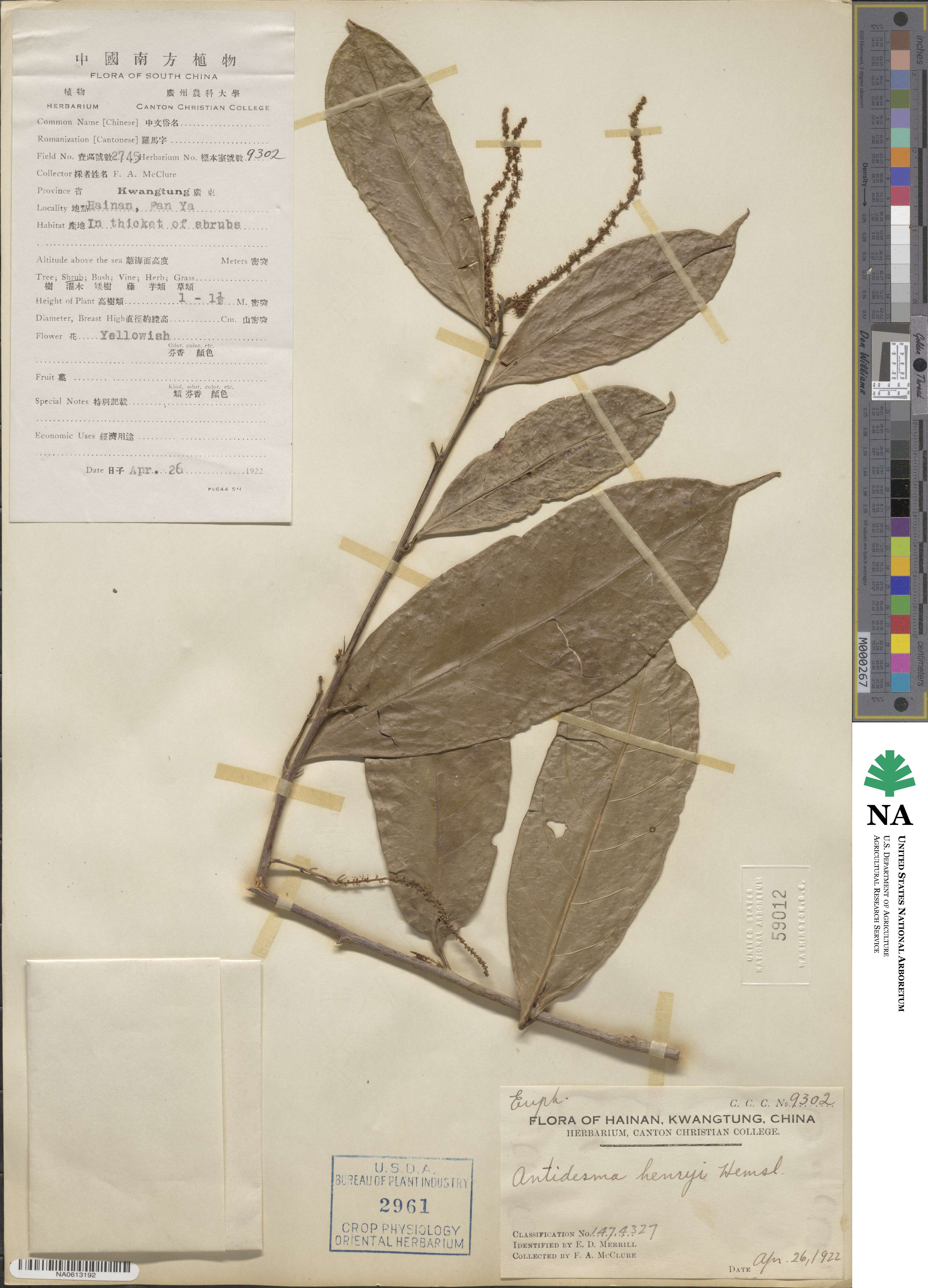Antidesma montanum var. montanum image