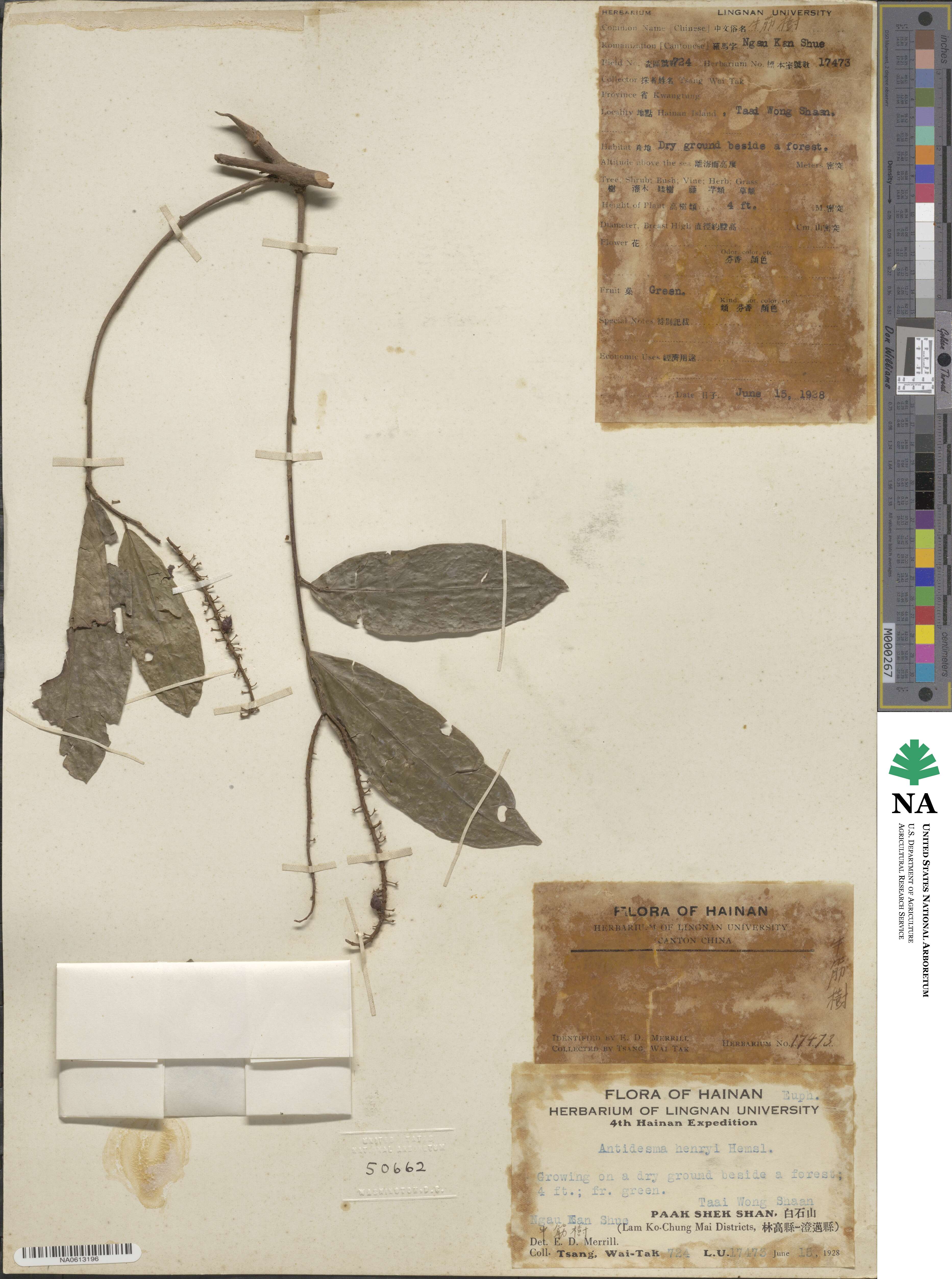 Antidesma montanum image