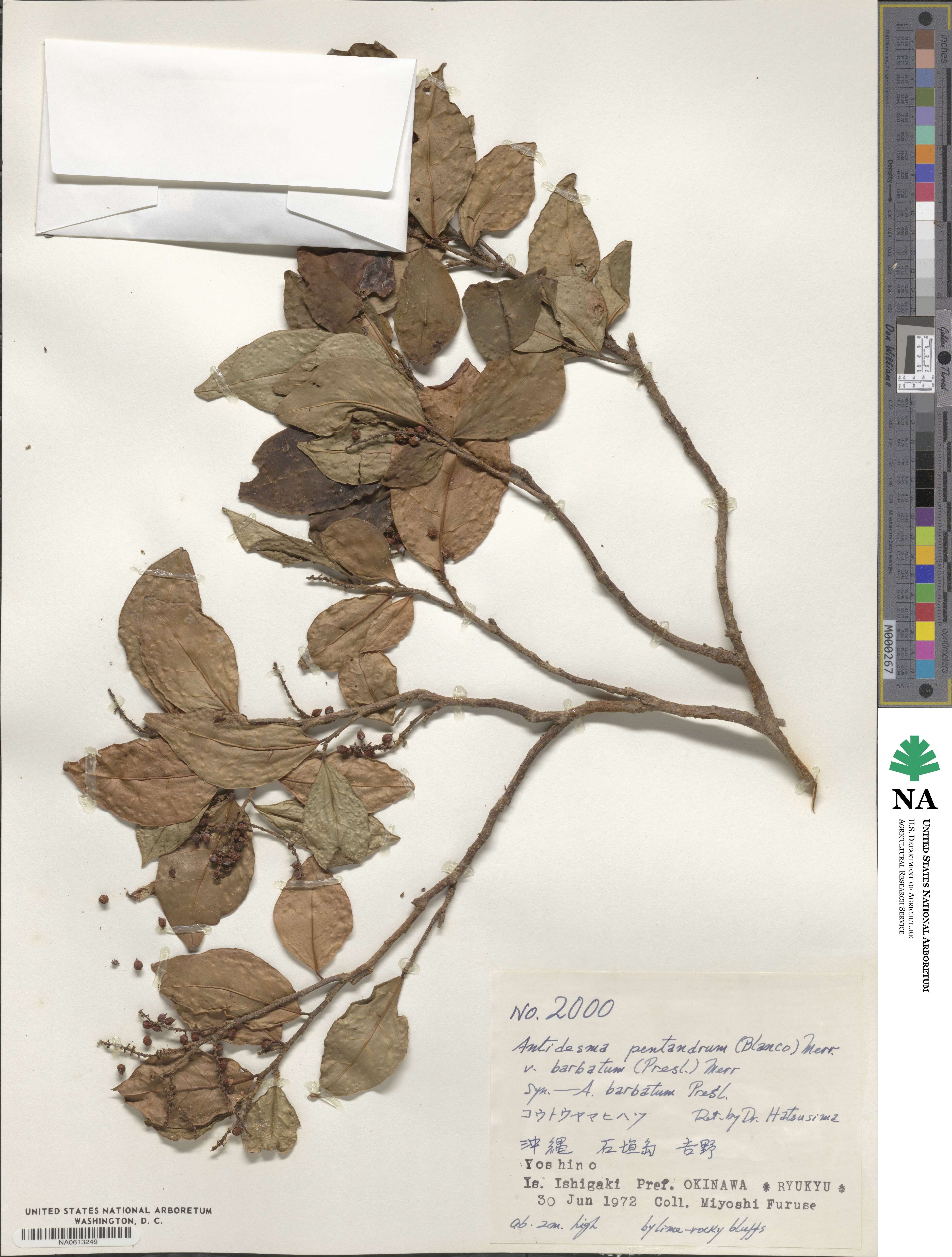 Antidesma montanum var. montanum image