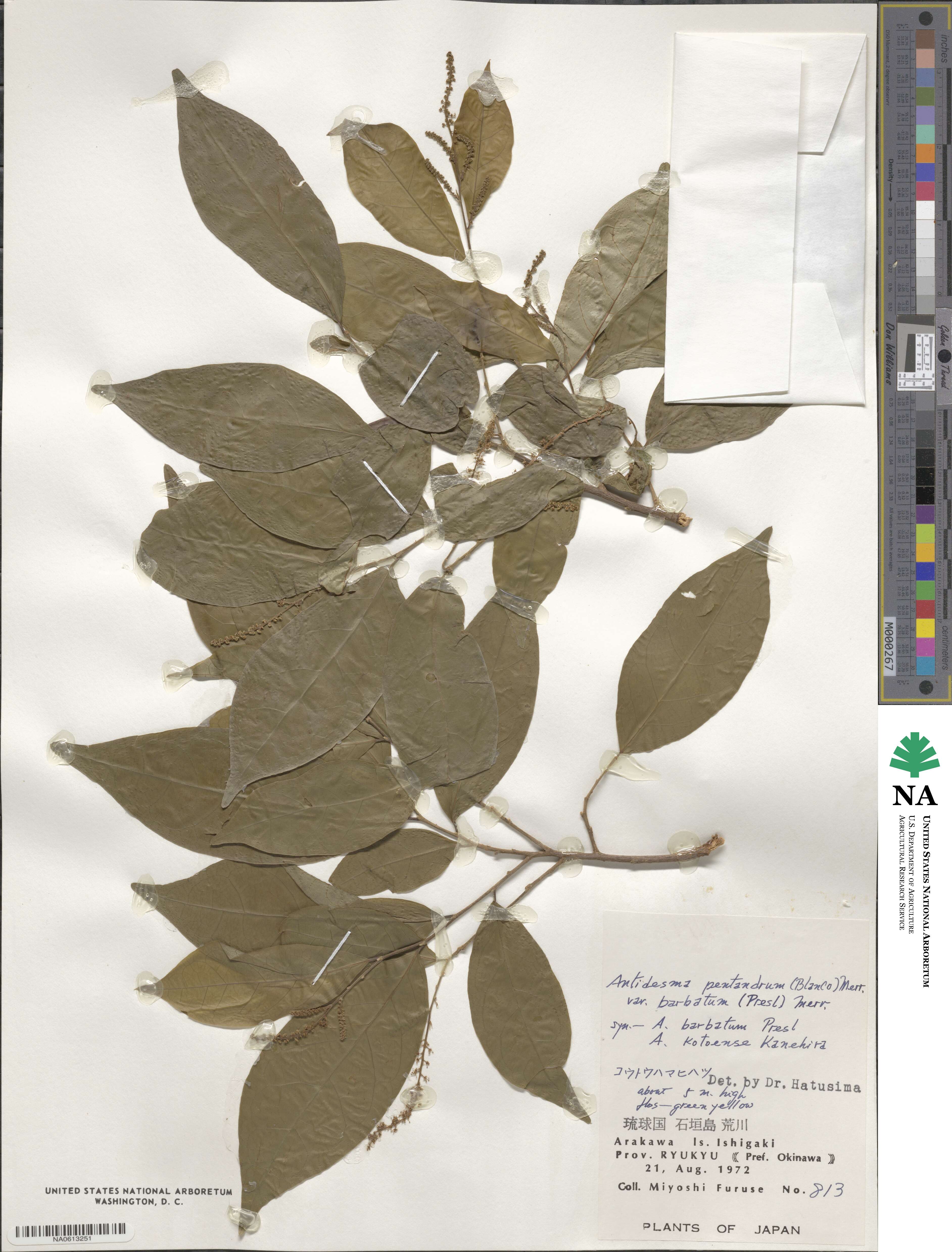 Antidesma montanum var. montanum image
