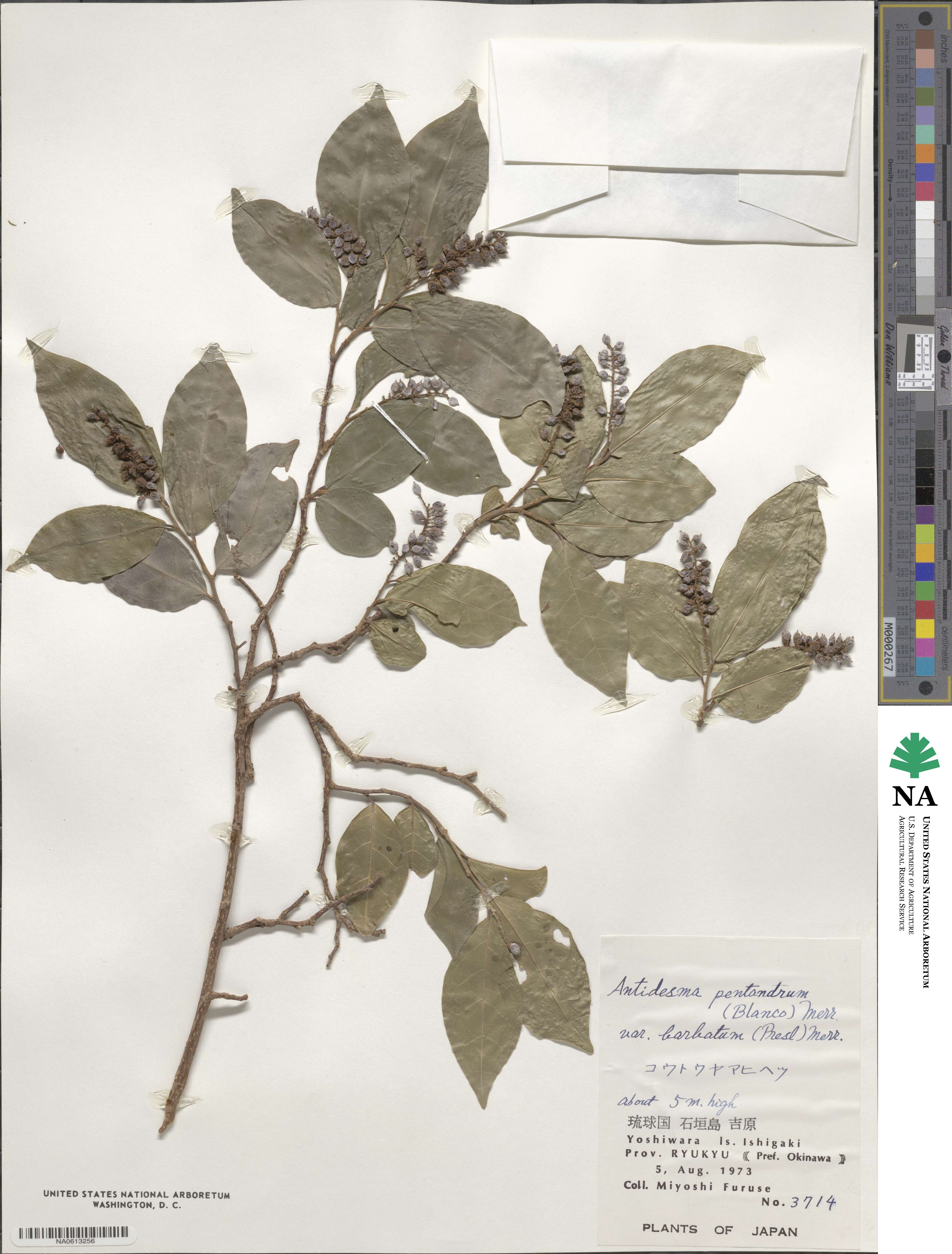 Antidesma montanum var. montanum image