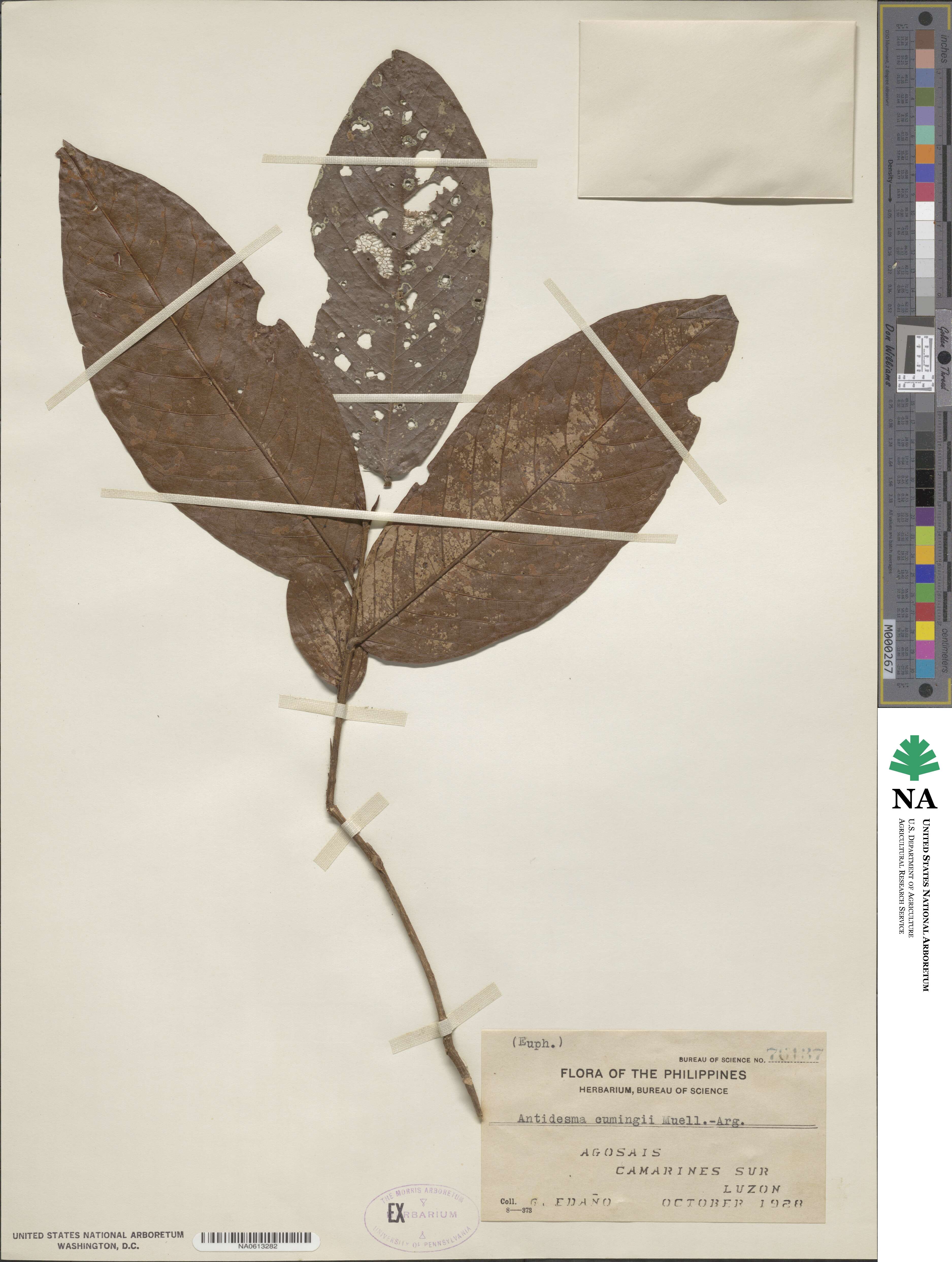 Antidesma tomentosum var. tomentosum image