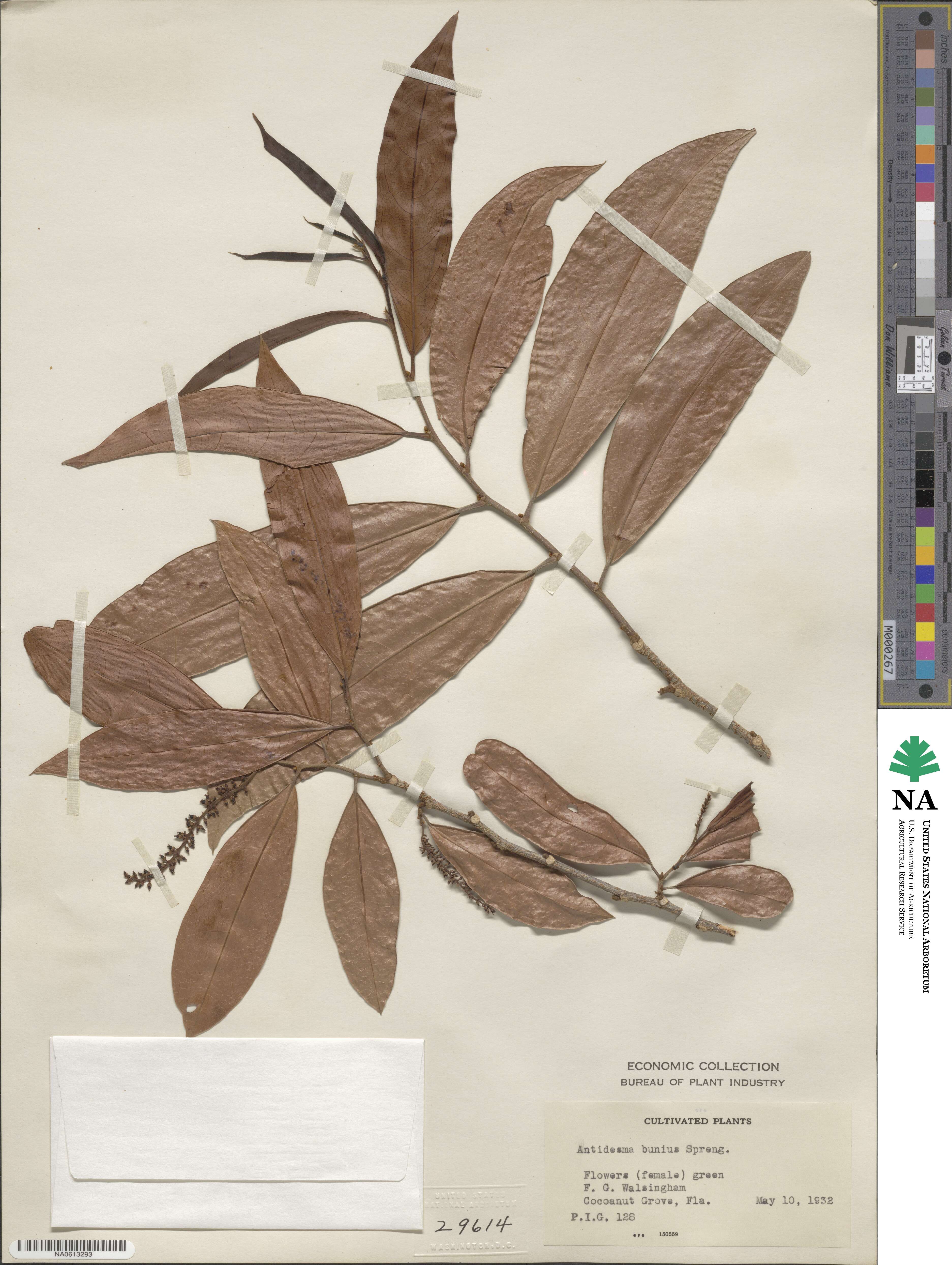 Antidesma bunius image