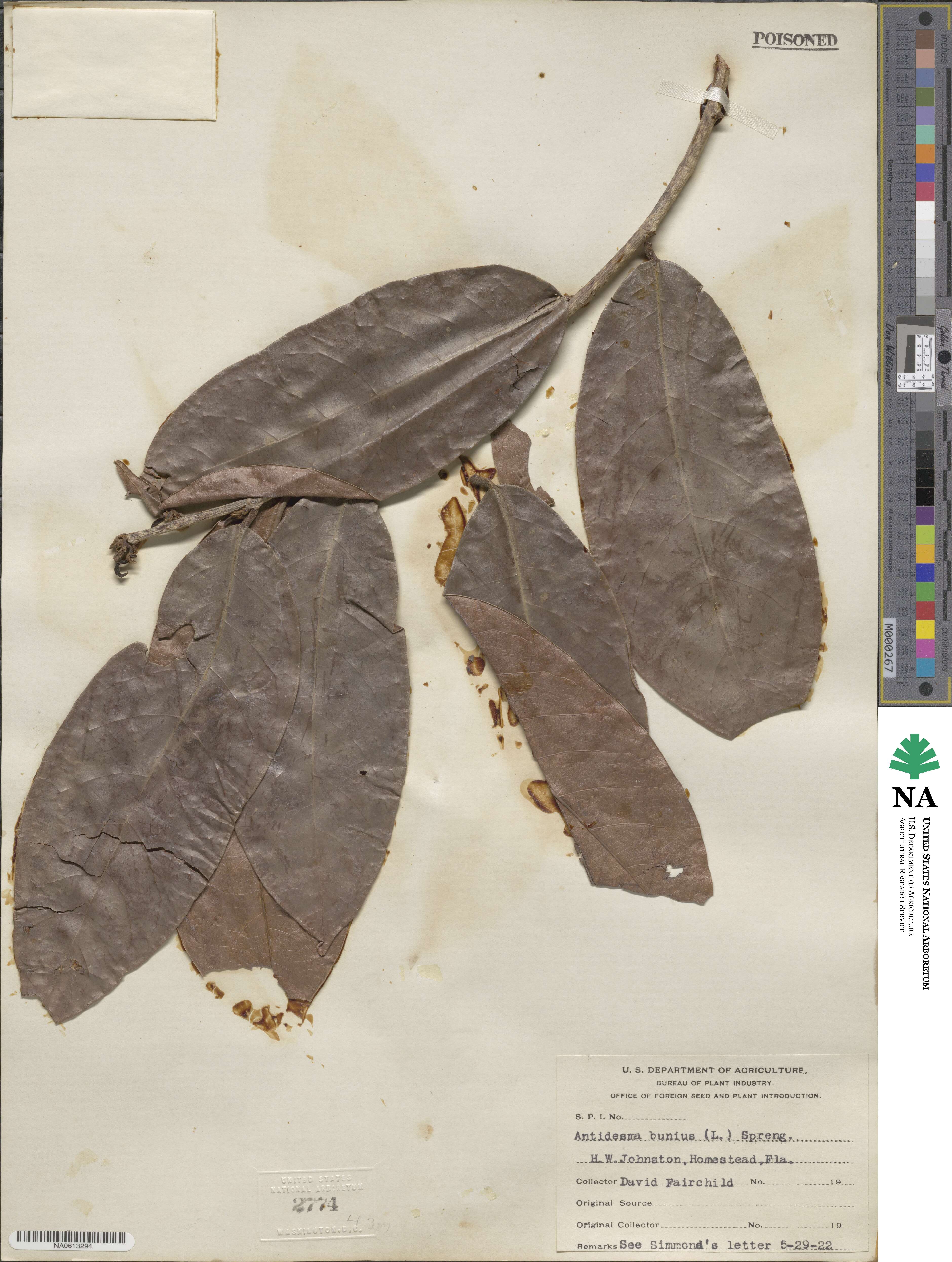 Antidesma bunius image