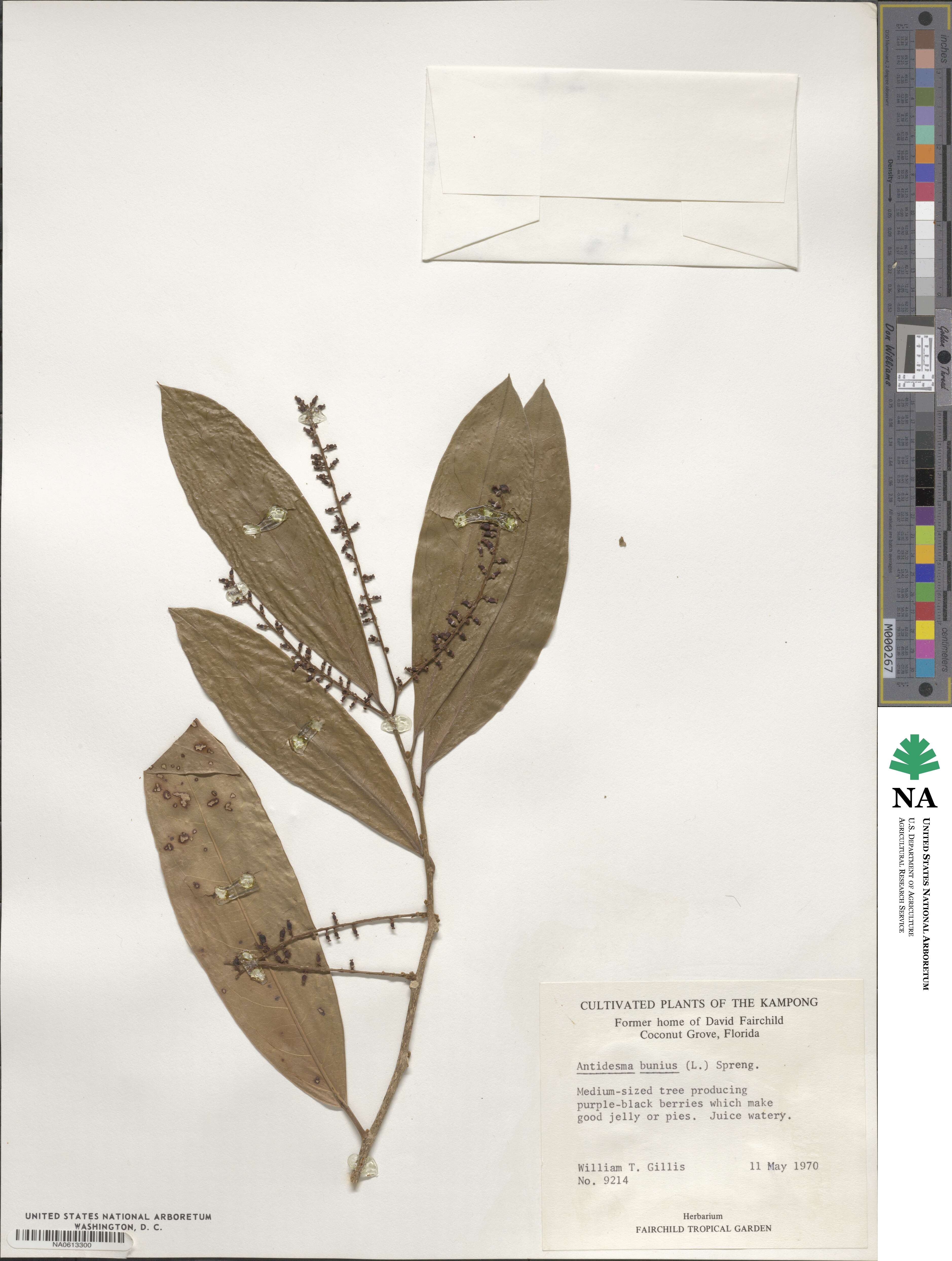 Antidesma bunius image